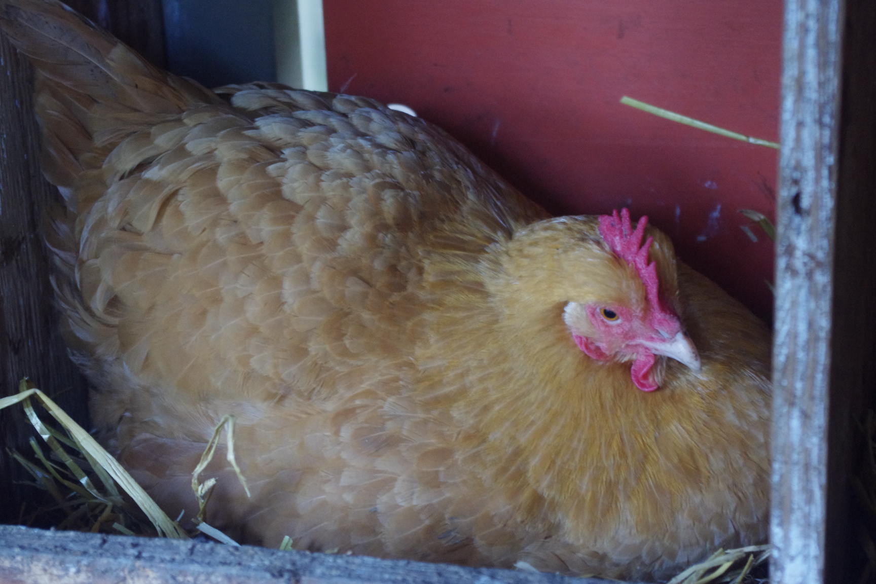 broody buff orpington