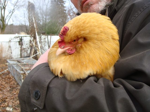 Broody Buffy in loving arms