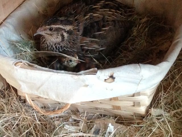 Broody Coturnix Quail with Chick