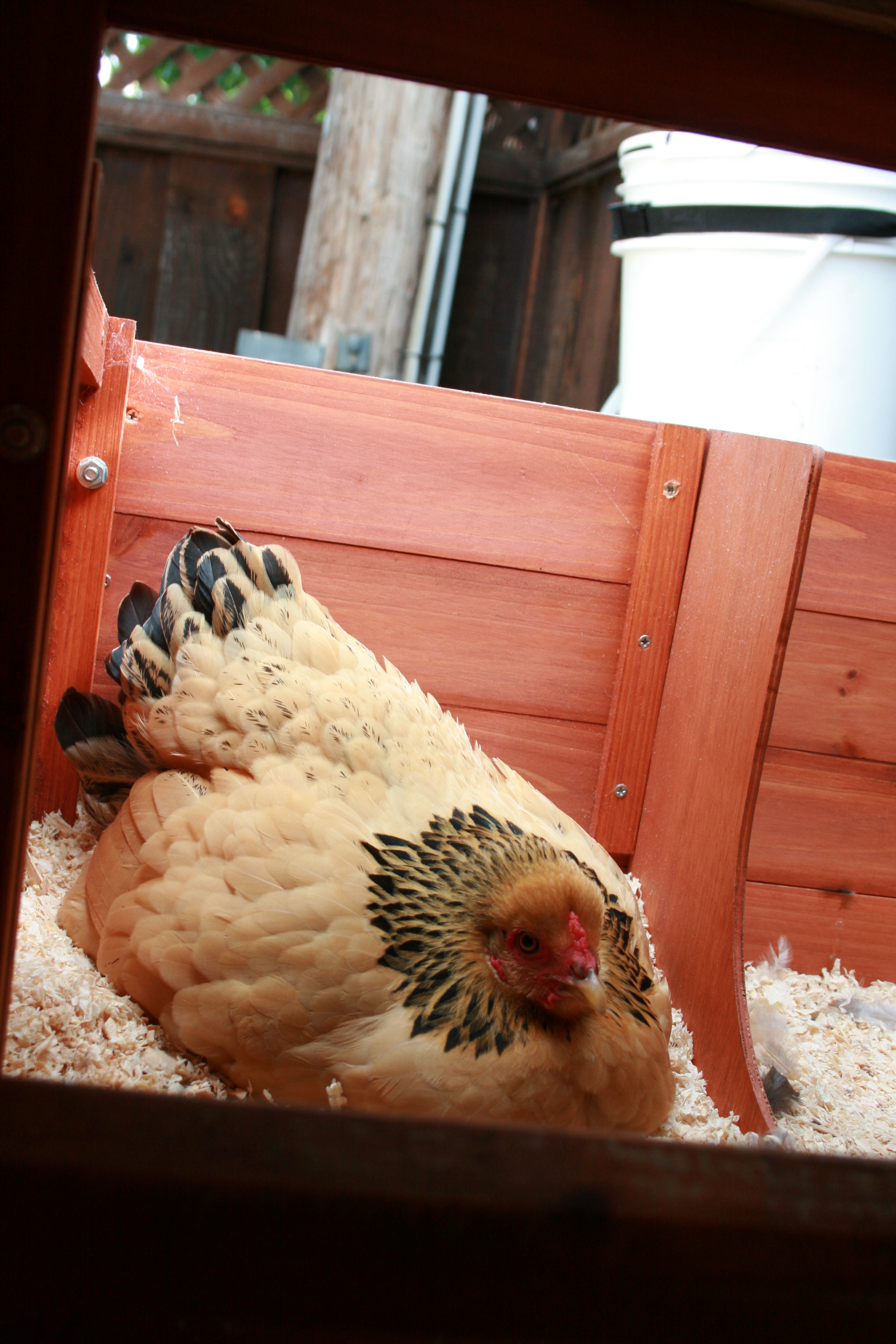 broody girl, Elanor.