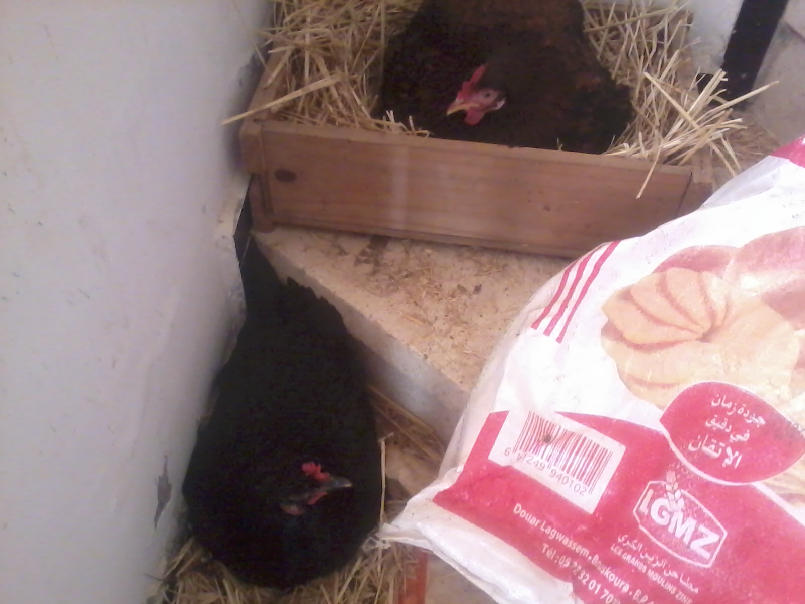 Broody Hen and Laying hen