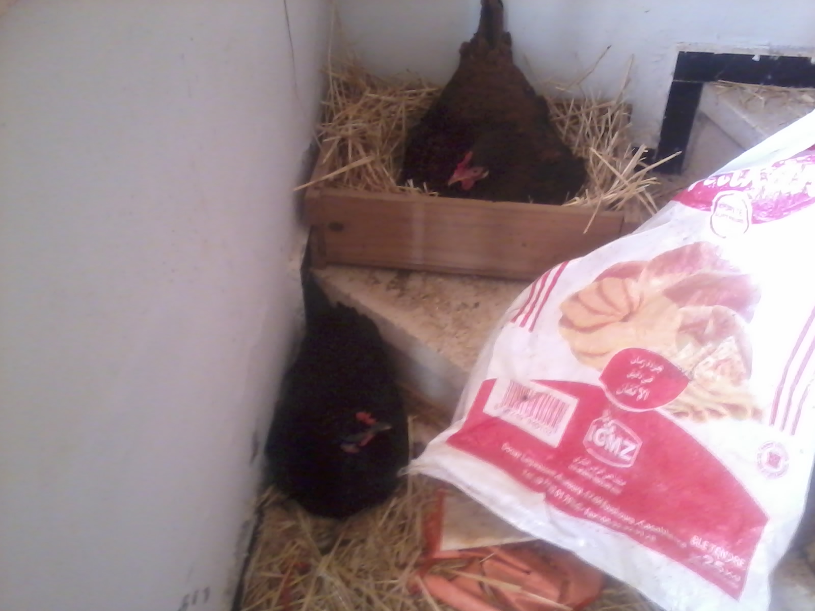 Broody Hen Laying Hen