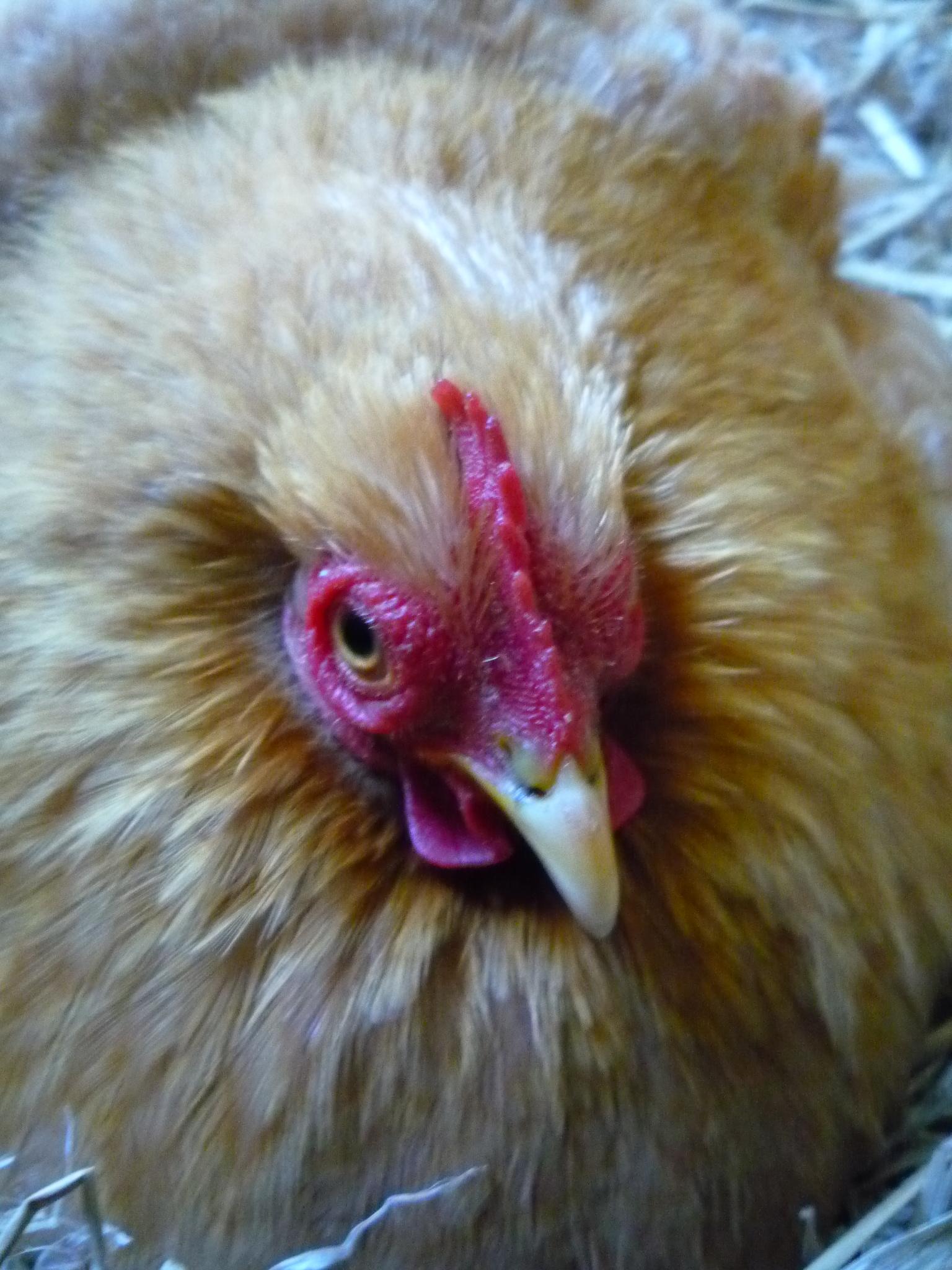 broody hen started sitting on eggs 15th of may buff     (my first brood)