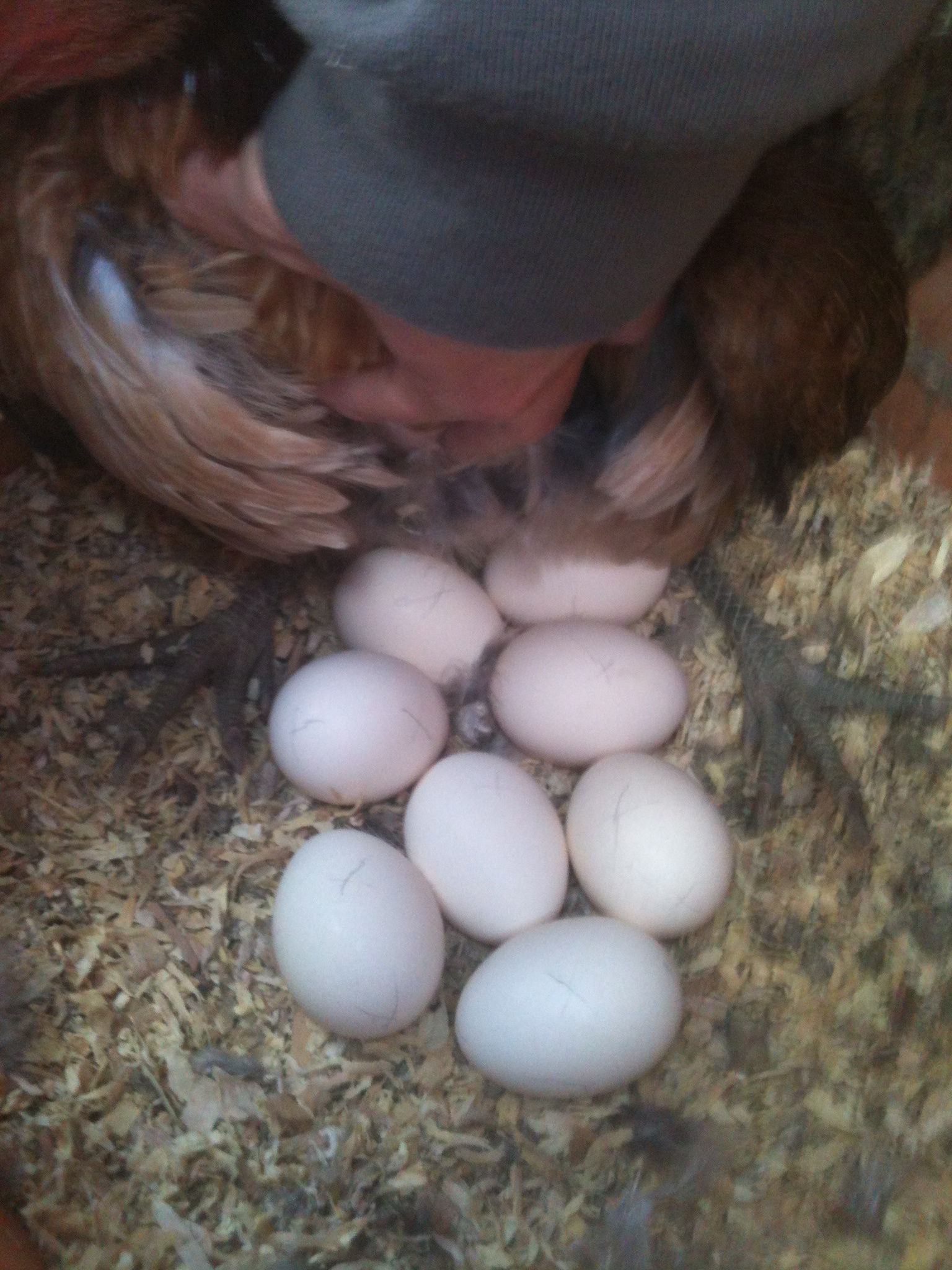 broody hen with her eggs