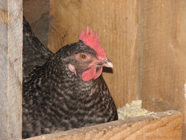 broody hen