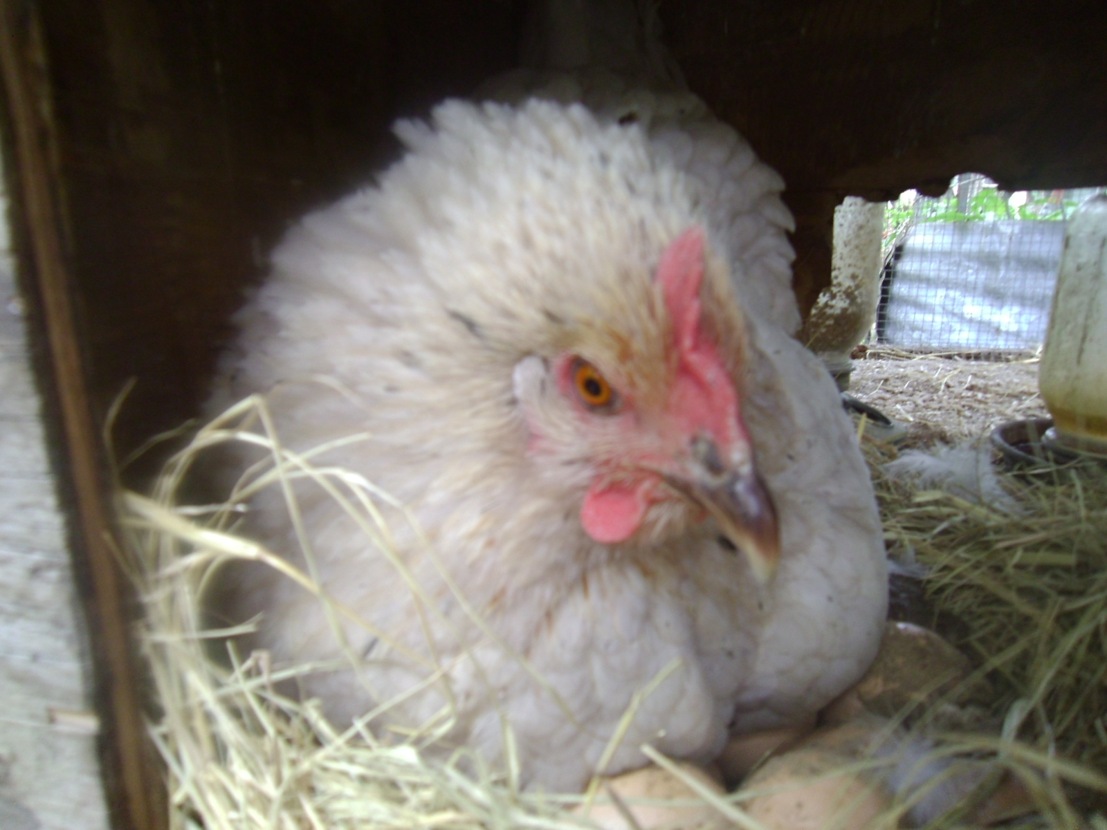 broody hen