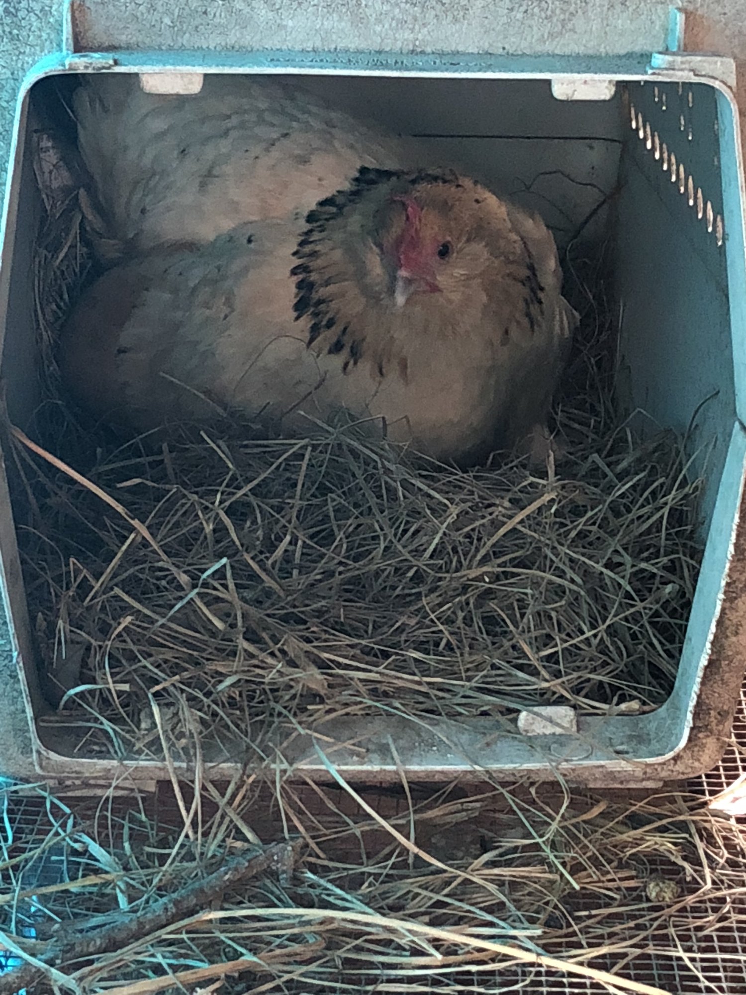 Broody hen