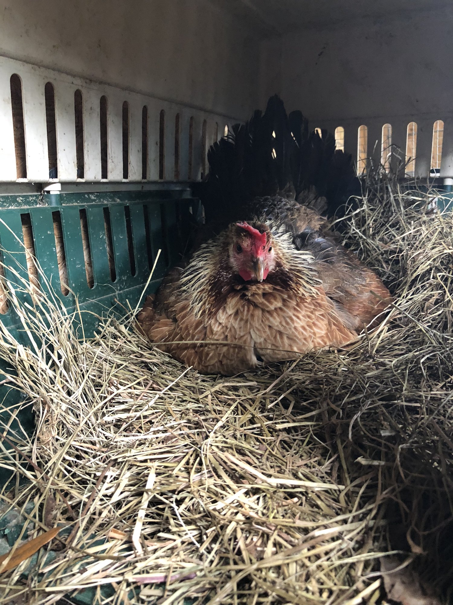 Broody hen