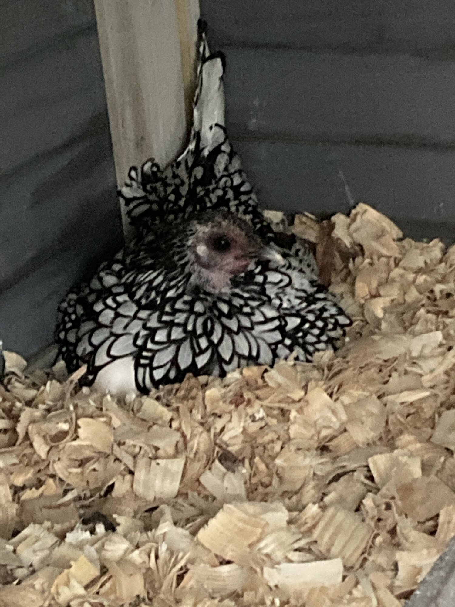 Broody Lace???!?!!!!!