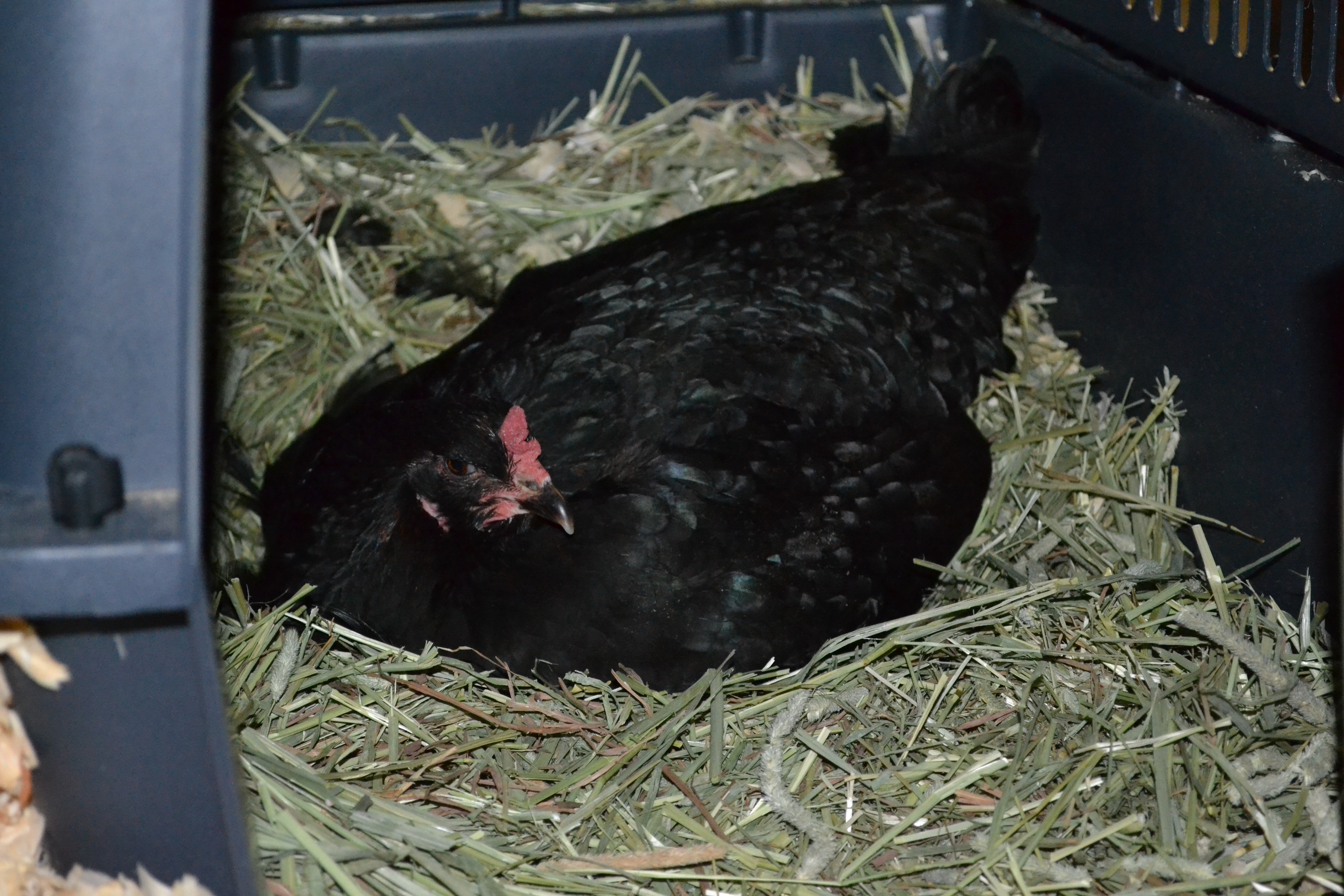 Broody OE Cleo sitting on 10 eggs. (First time.)
