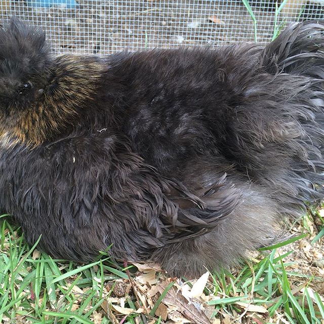 Broody Partridge Silkie