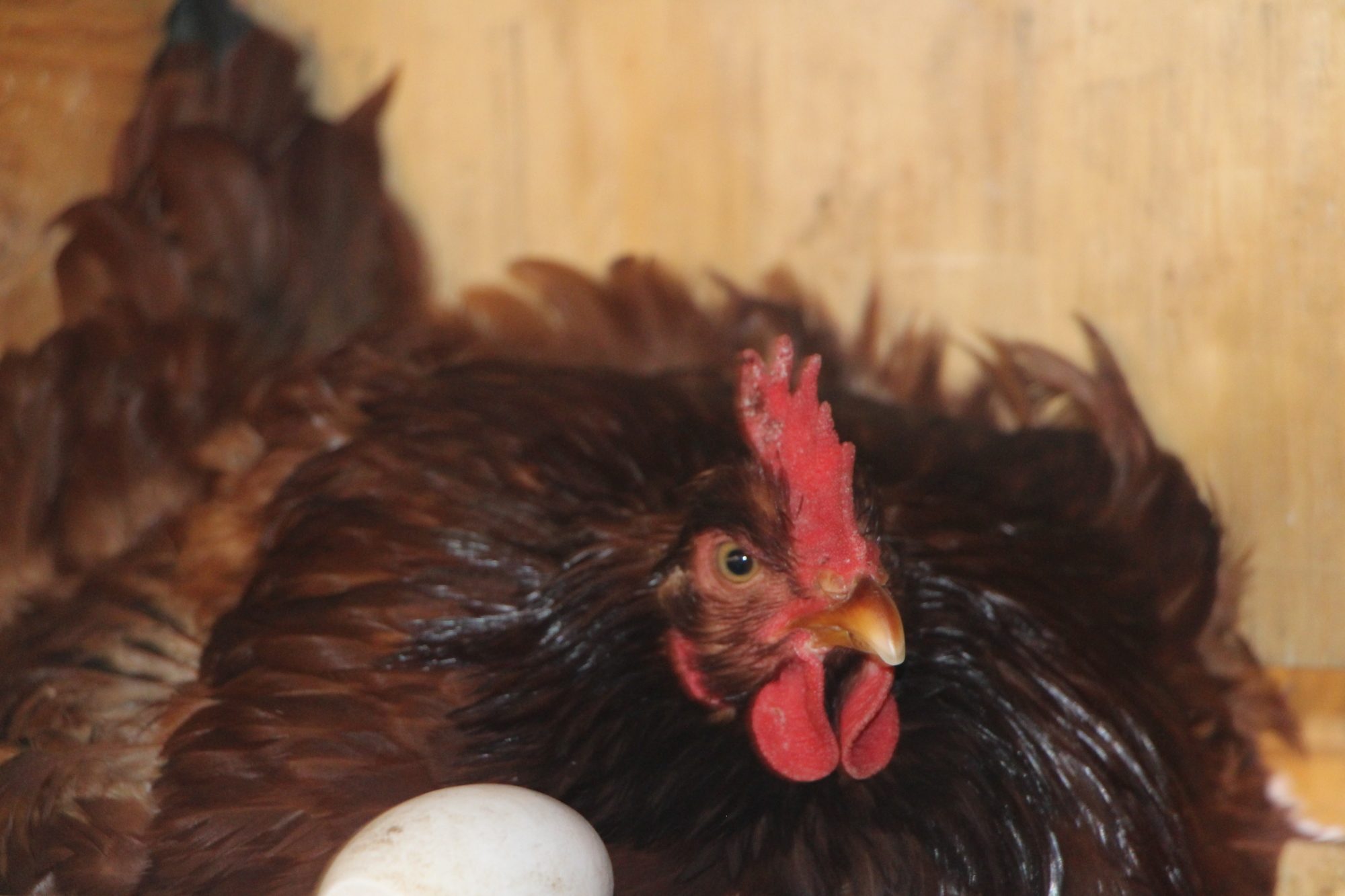 Broody Rhode Island Red