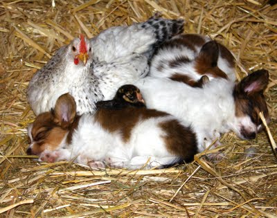 Broody roo with papillon puppies and a wee chick at the Fourth of July Petting Zoo at the Alaska Hamptons.  Photo by Dorene Lorenz.  All Rights Reserved.  Copyright 2010.