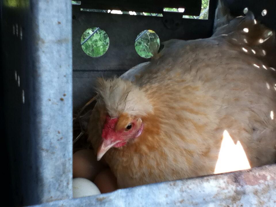 Broody Rudy- Silkie Cross