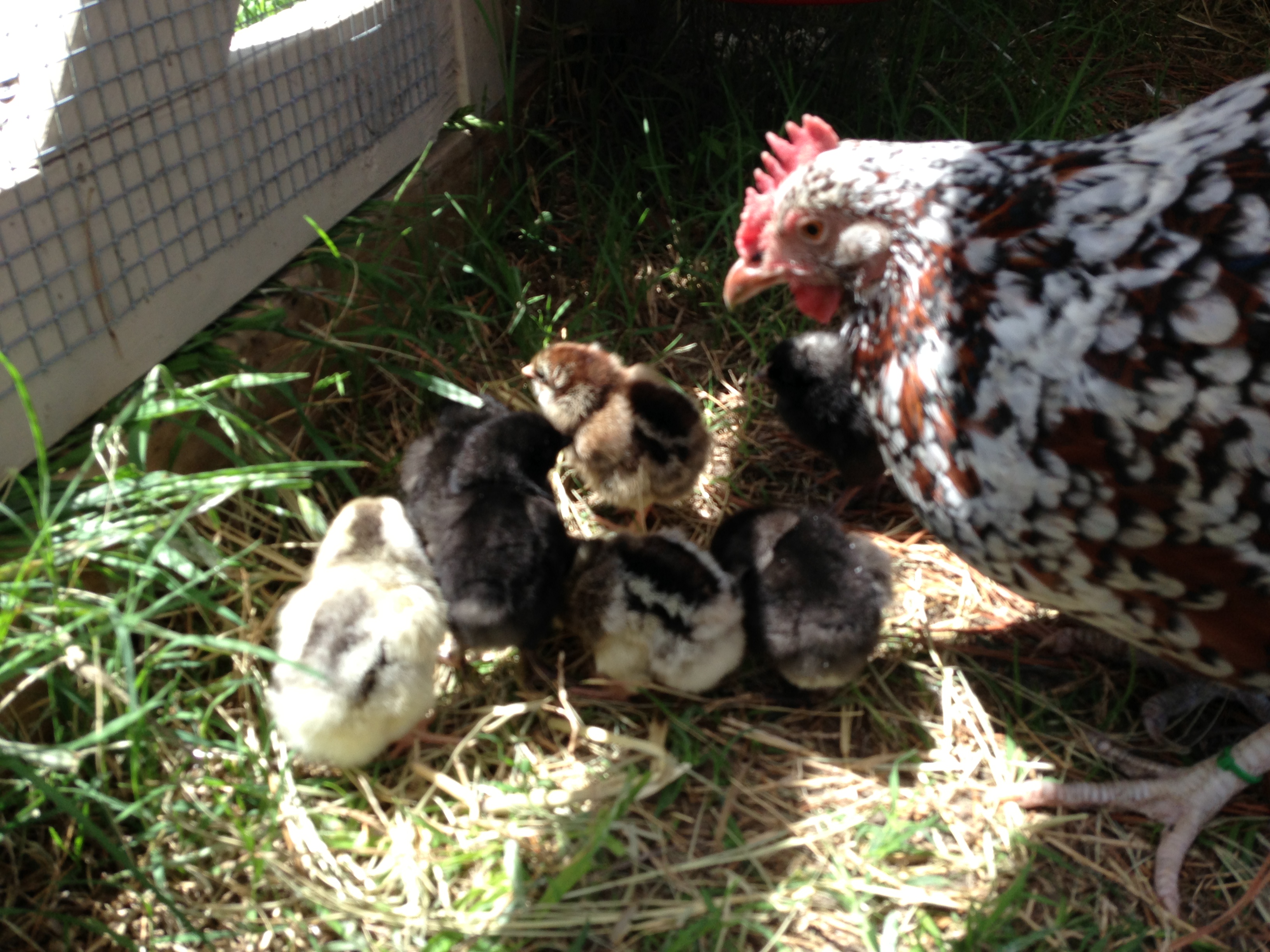 Broody SS and 7 chicks
