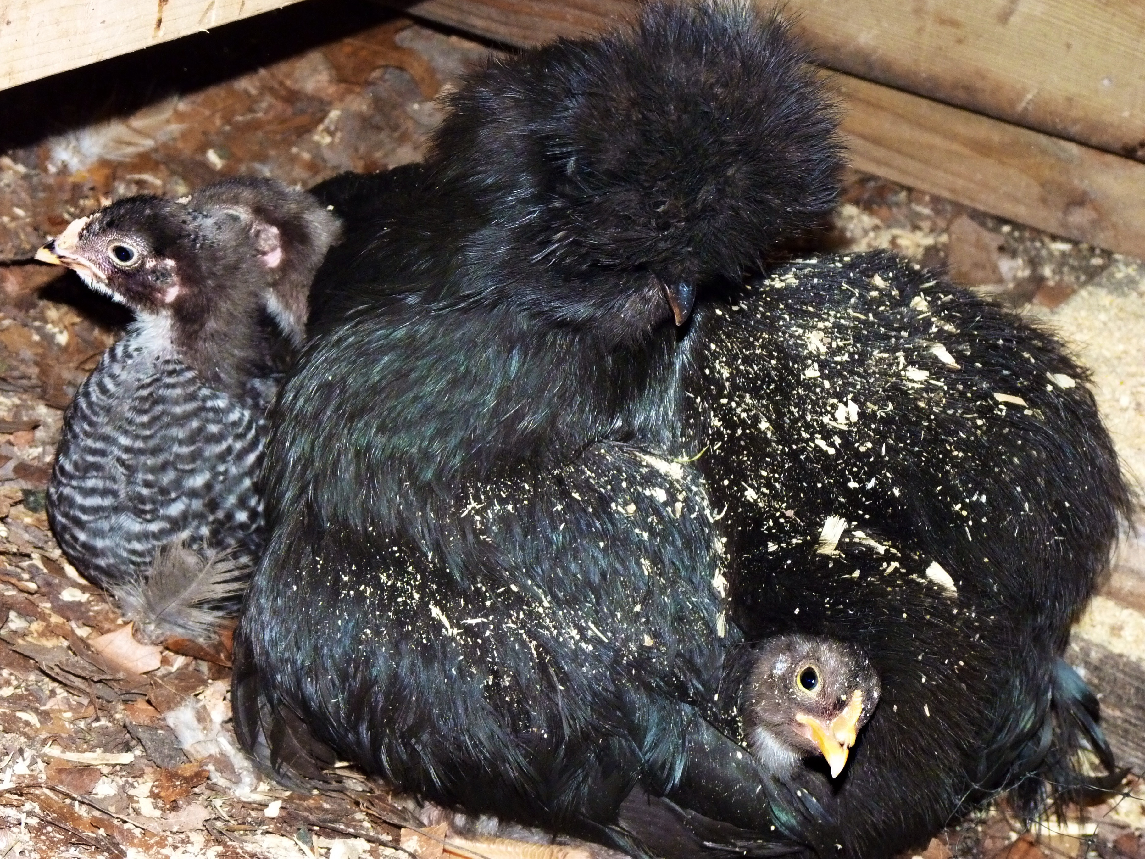 Broody with adopted babies. She is mothering chicks from three different hatches, the older ones only at night.