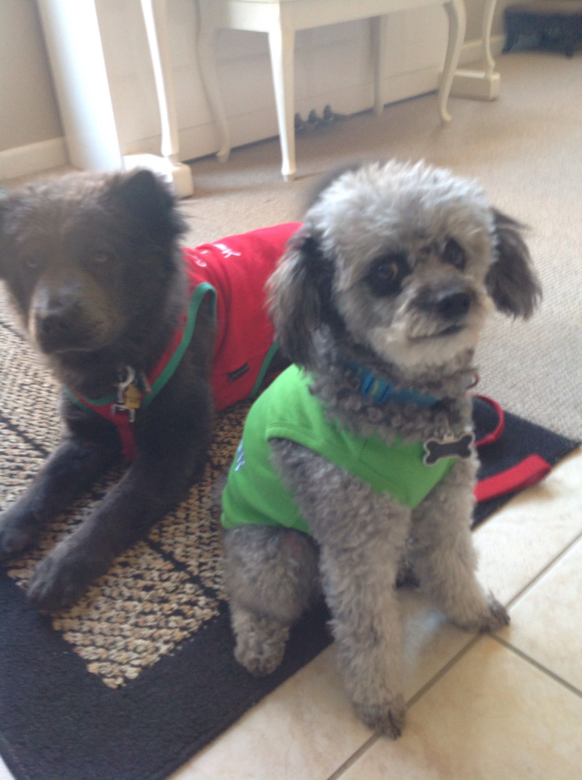 Brooke (Chow breed) is one of my foster girl that I rescued last year and we found her a wonderful adopter in San Jose.  Cooper has been through a lot of foster doggies in his 9 years and he is still learning to be gracious, LOL!