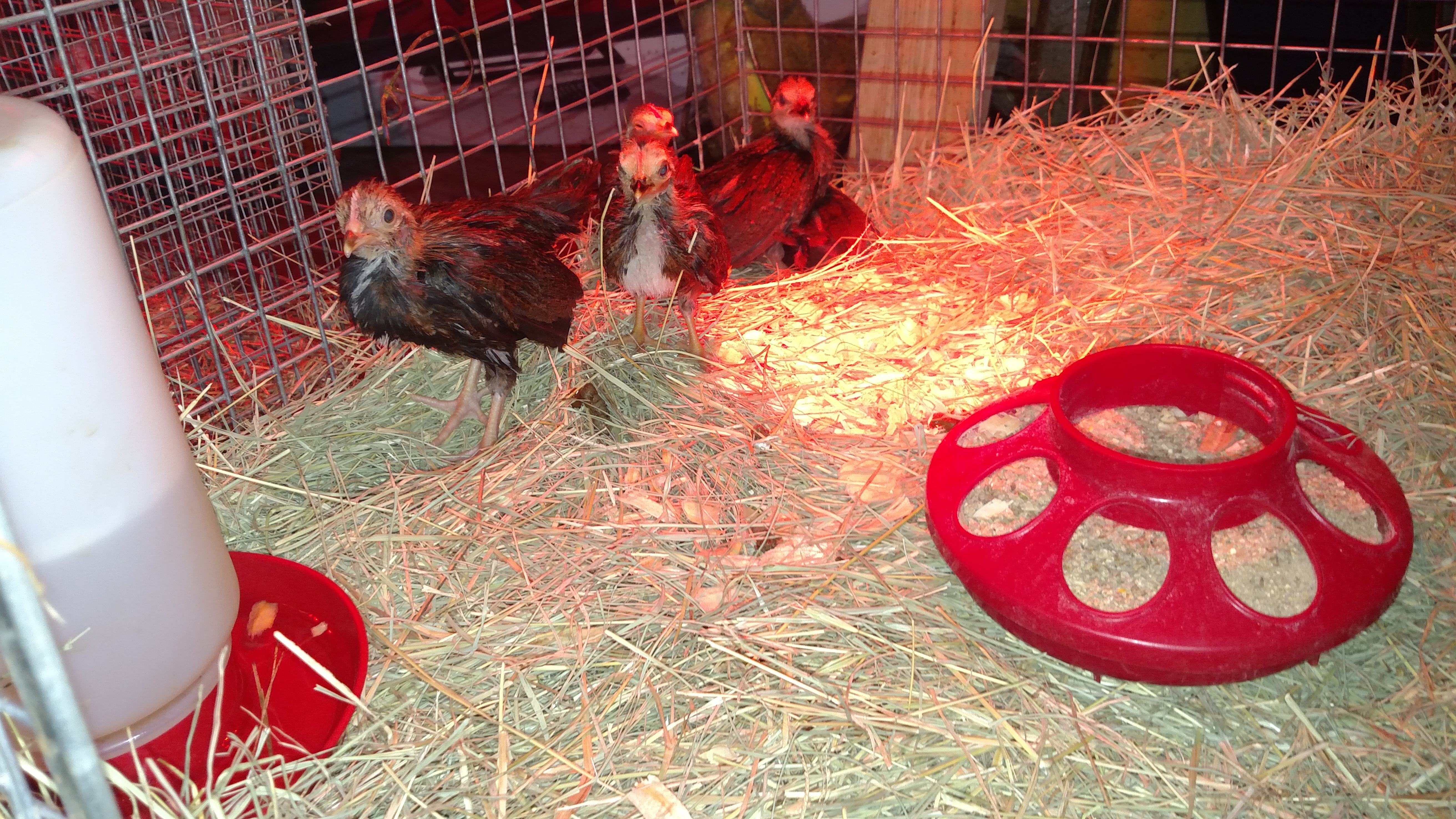Brought in toddlers from freezer staging area.  Couple of them have been showing symptoms.  Only been doctoring them with Terra-Vet 10.  Now they get addtl VetRX.  Hoping for the best...