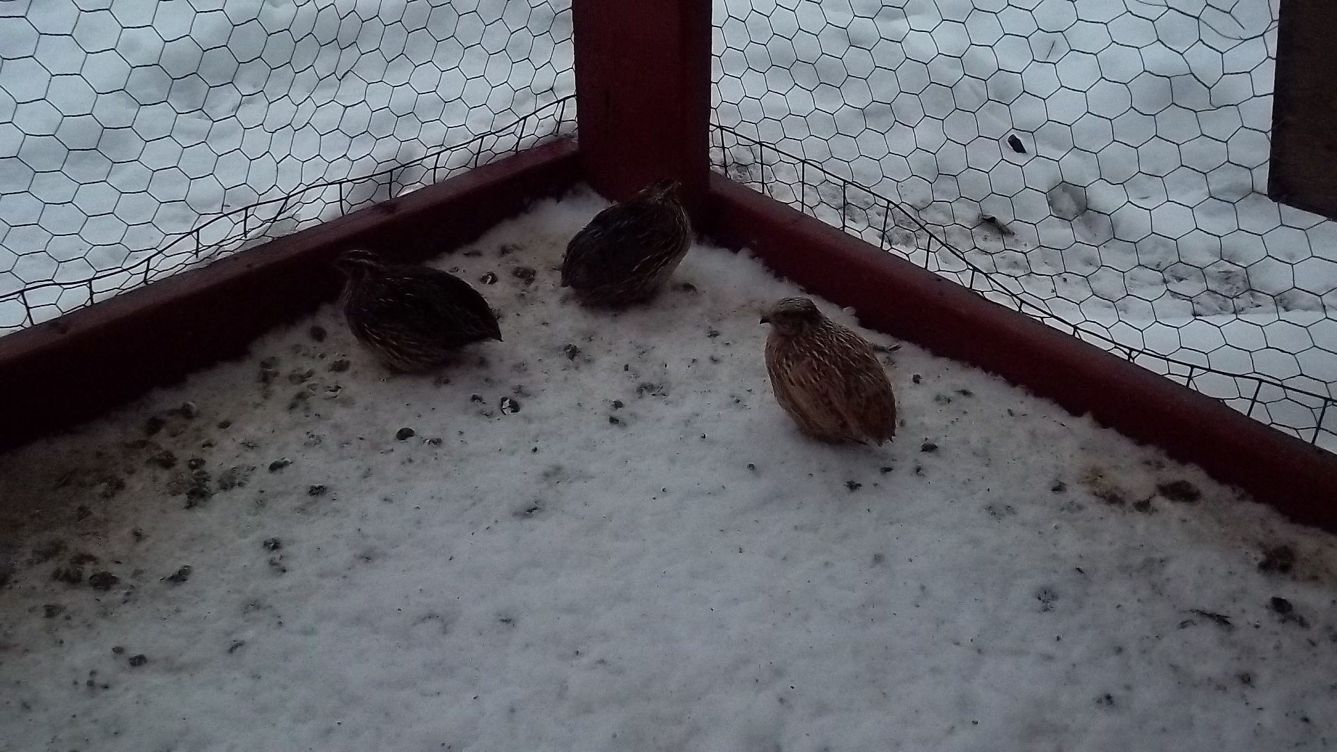 Brown and Golden Coturnix