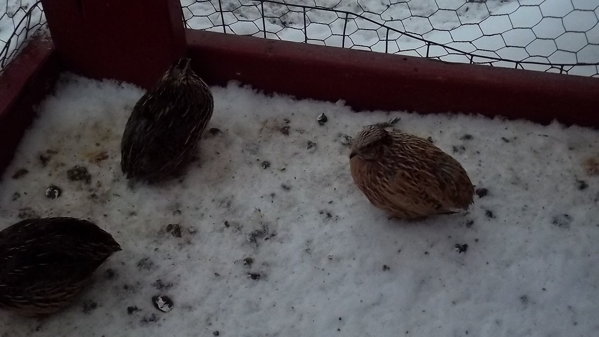 Brown and Golden Coturnix