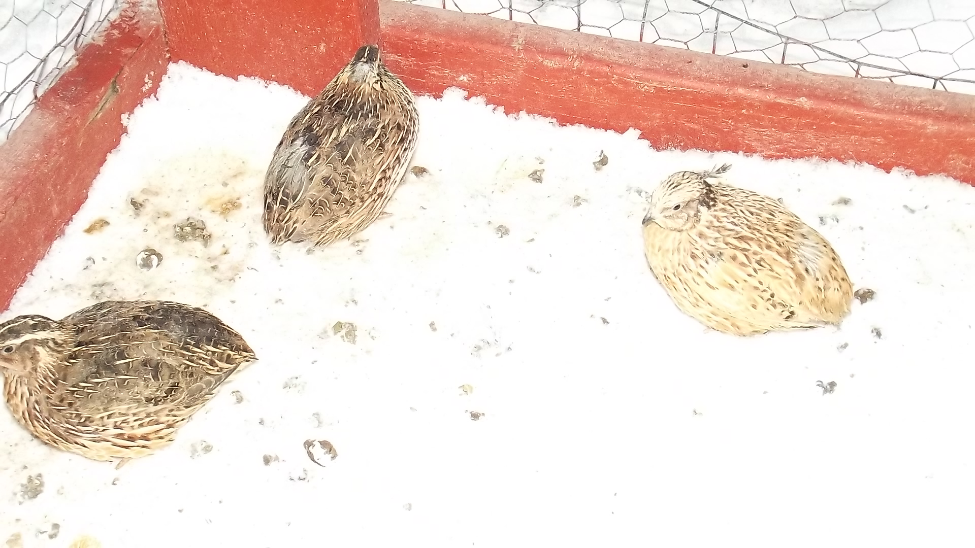 Brown and Golden Coturnix