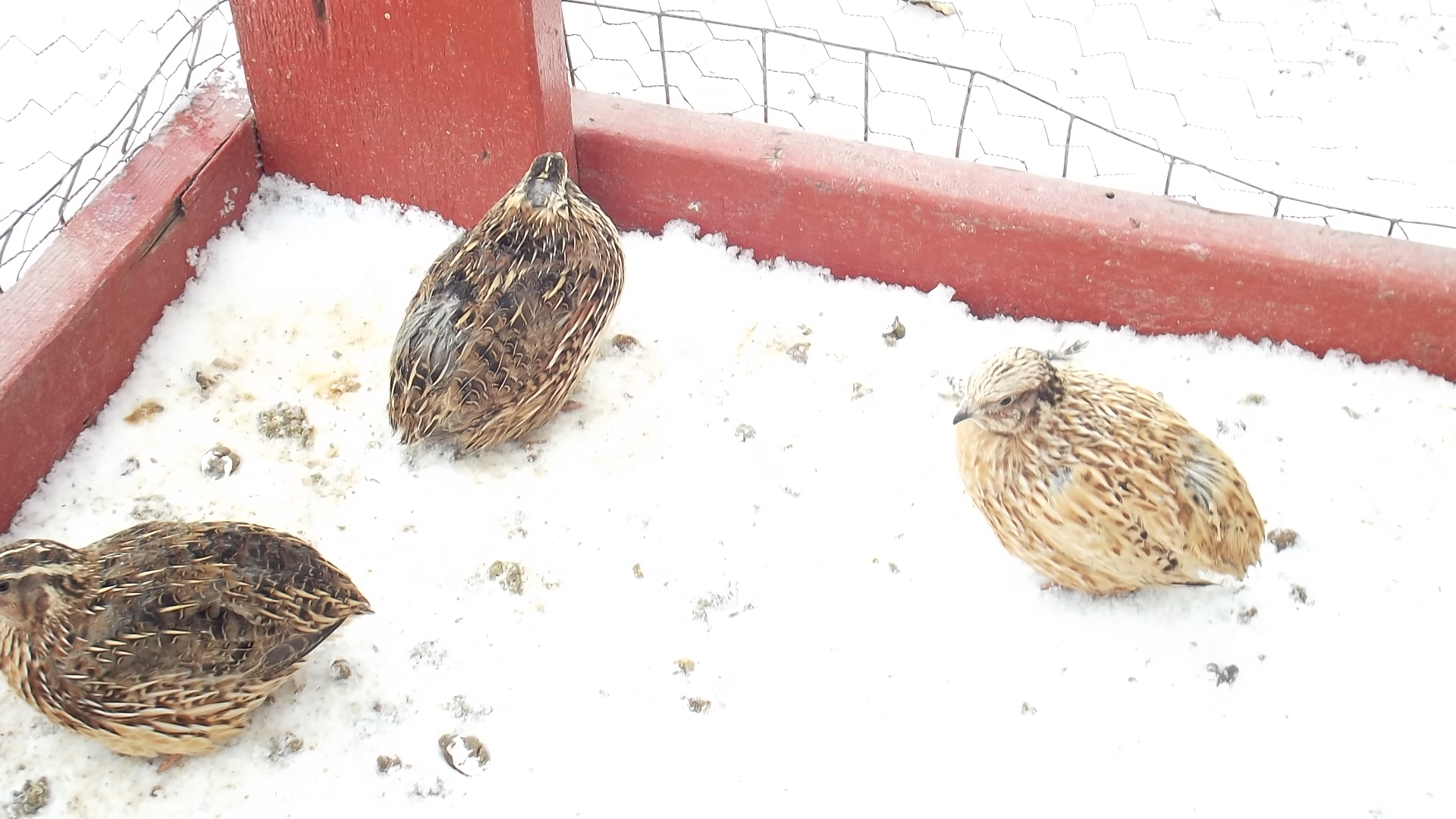 Brown and Golden Coturnix
