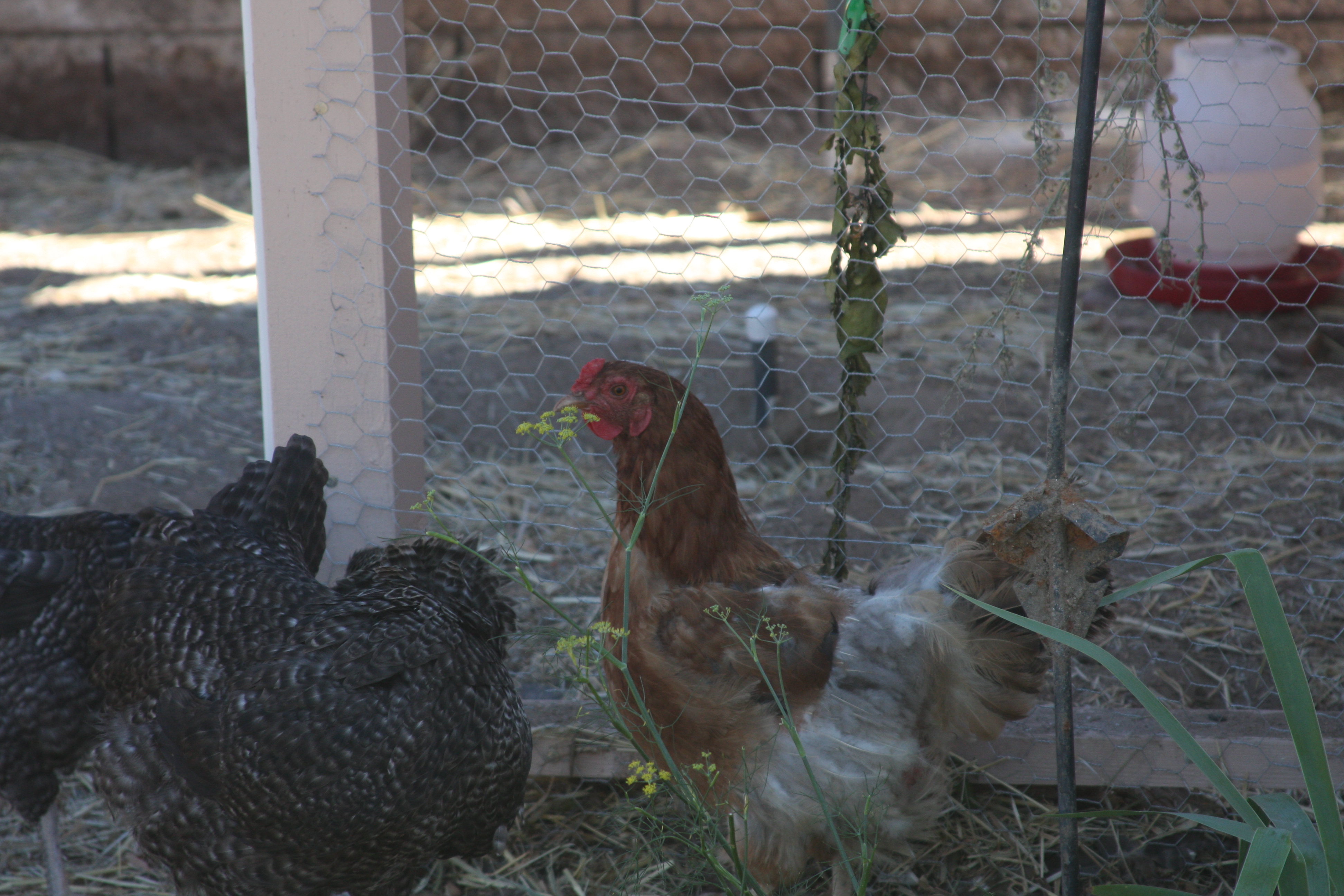 Brown and white is a chicken from a rescue shelter.  She is being allowed to mingle with other chickens after isolation for a week.