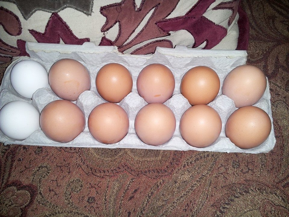 Brown eggs from our Cinnamon Queen -Bernice.
white eggs from Brigette