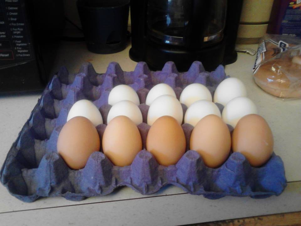 *
brown eggs from RIRs