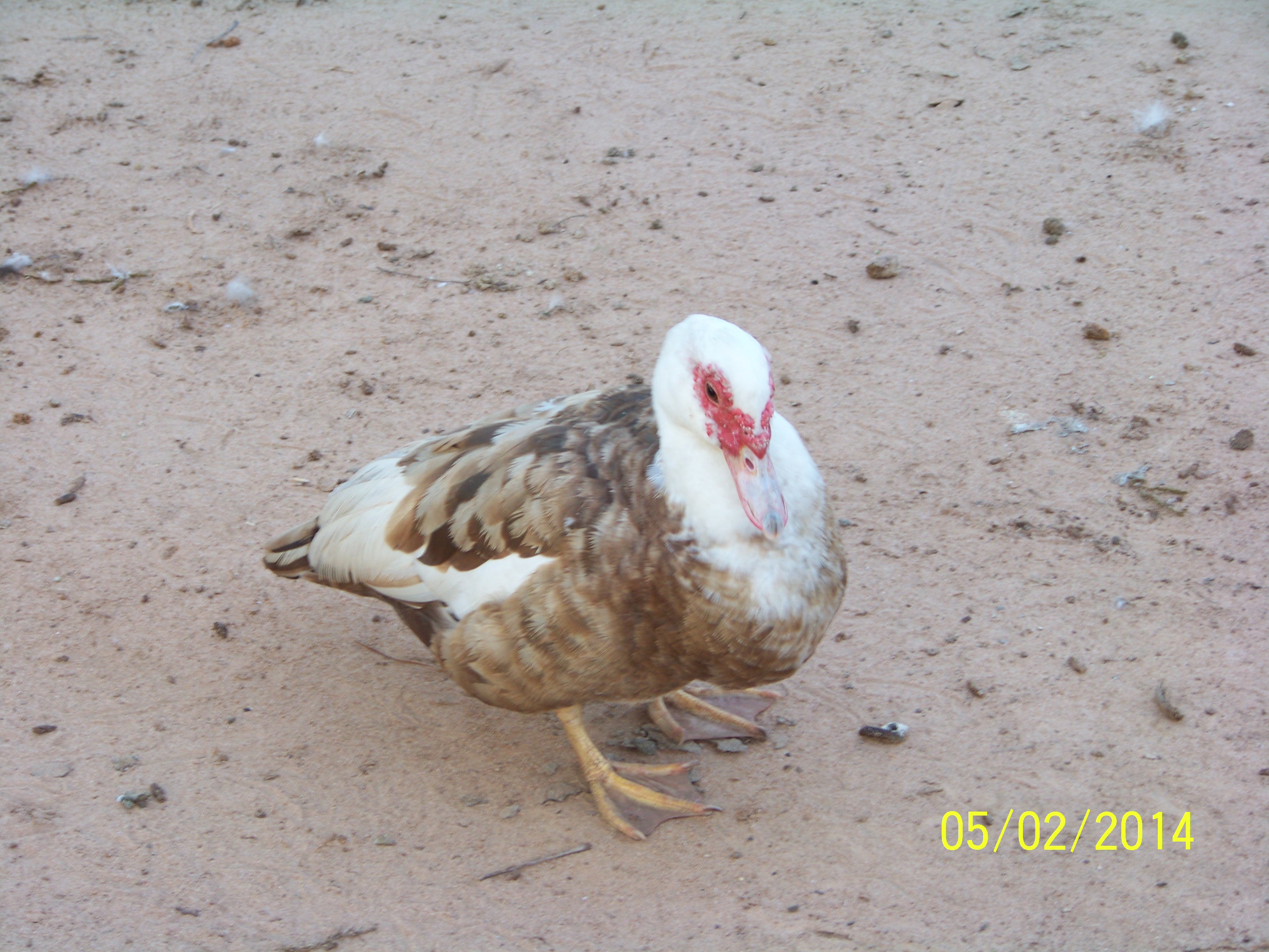 Brown Female Muscovy