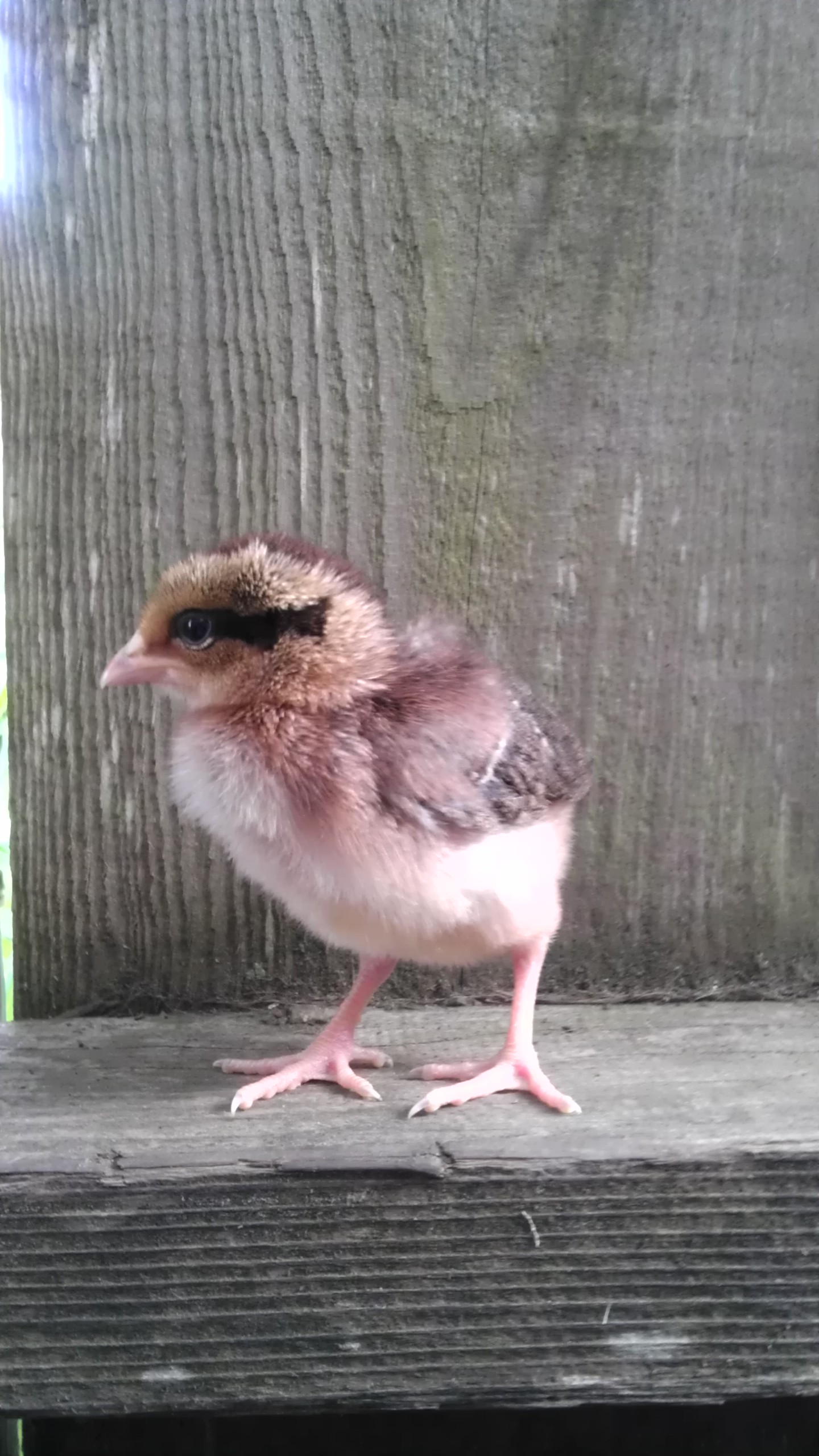 Brown Leghorn @ 1.5 Weeks