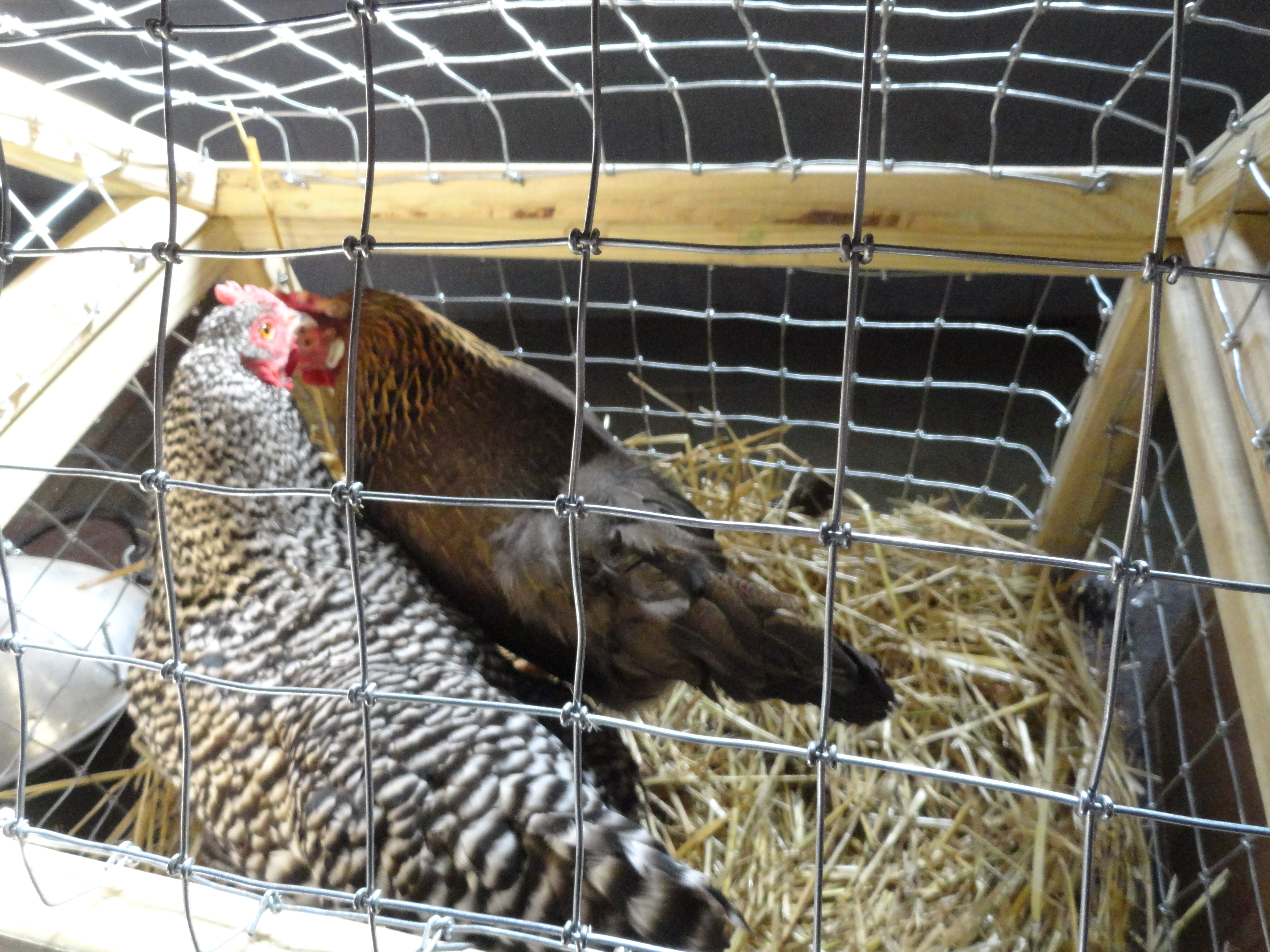 Brown Leghorn and Barred Plymouth Rock at Ag. Expo to 3rd and 4th grader to learn about poultry.