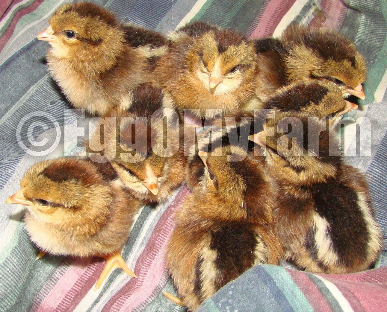 Brown Leghorn Chicks