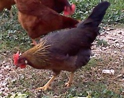 Brown Leghorn named Shirley