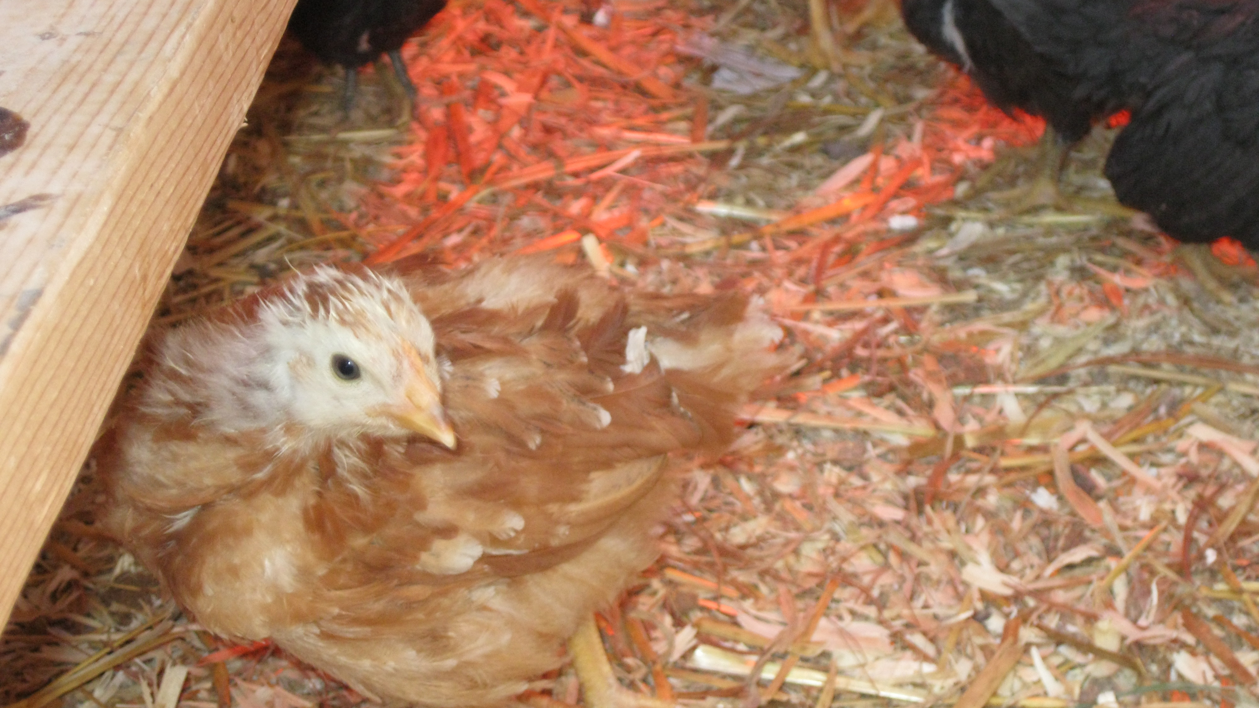 Brown Leghorn Pullet
