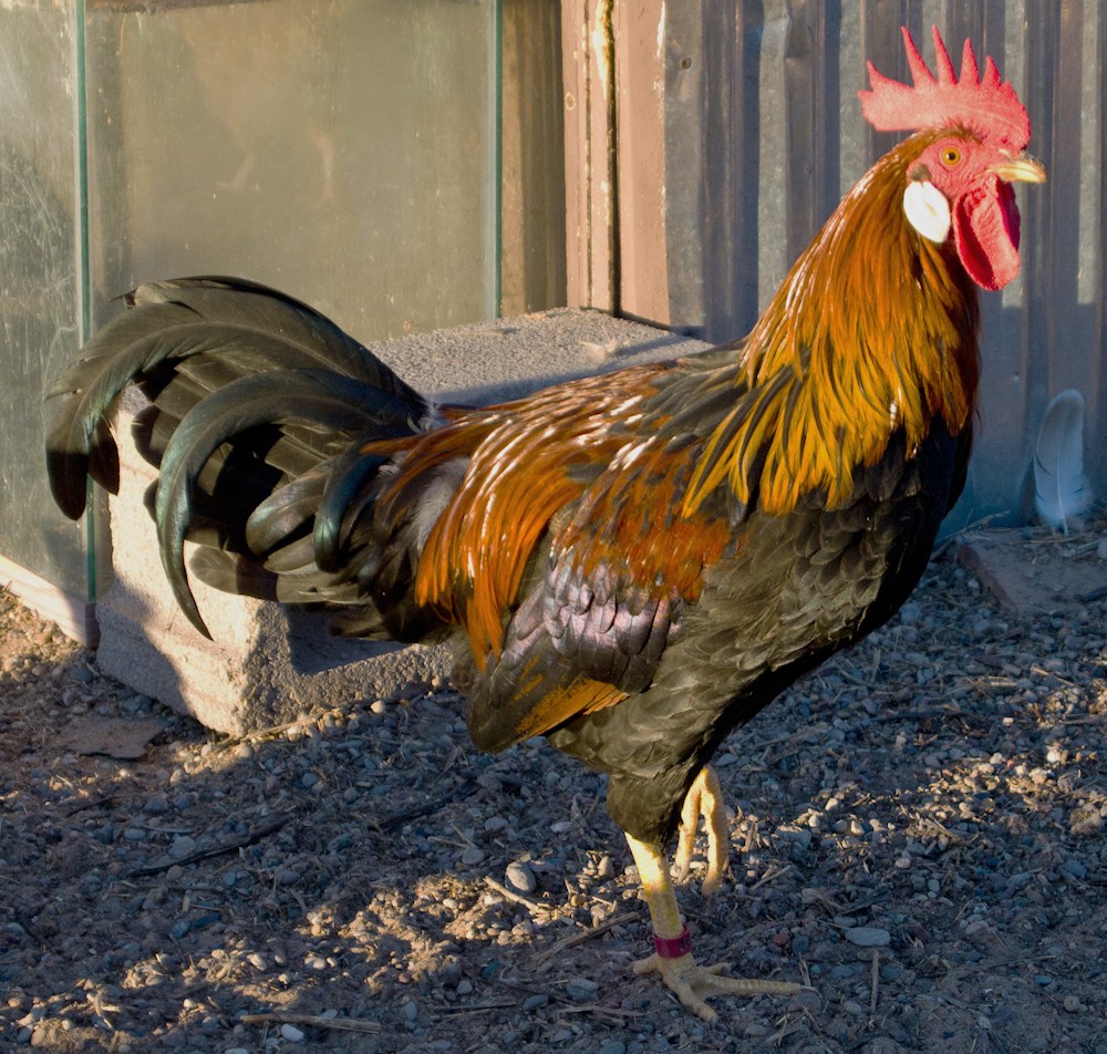 Brown Leghorn rooster