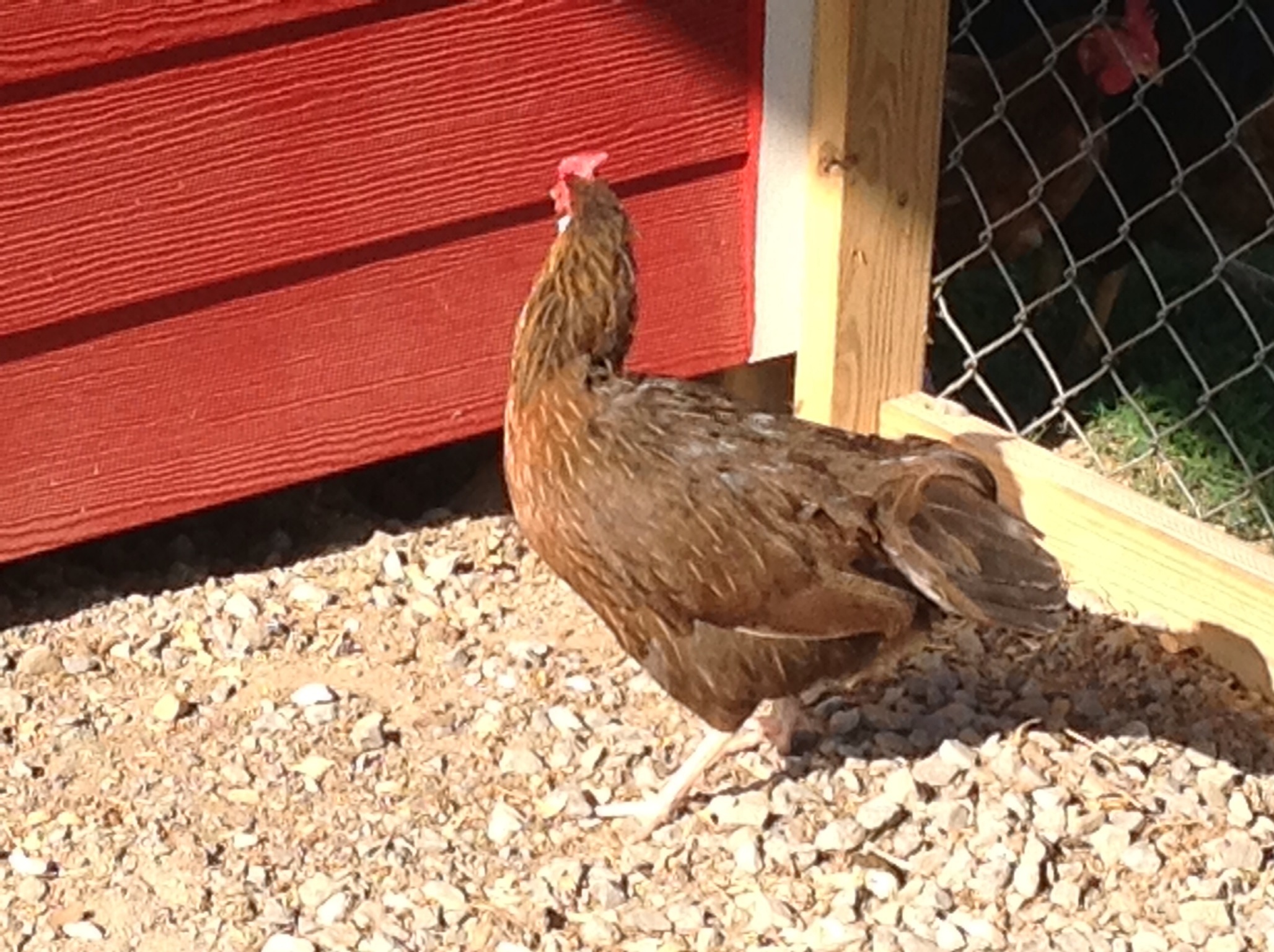 Brown Leghorn