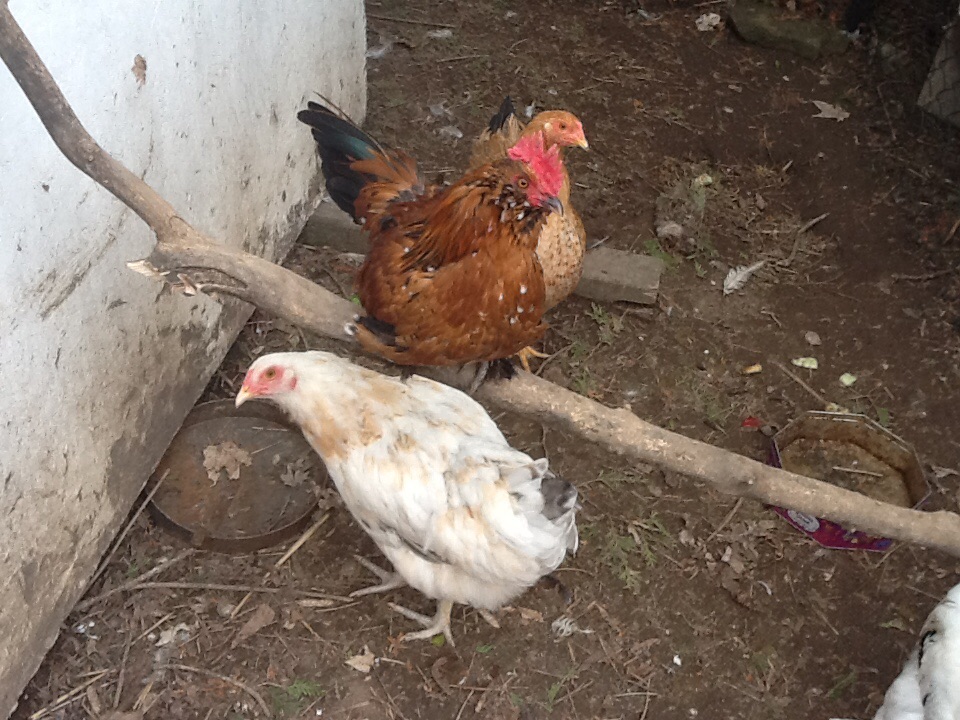 Brown one is a rooster font know what type of breads any of them are