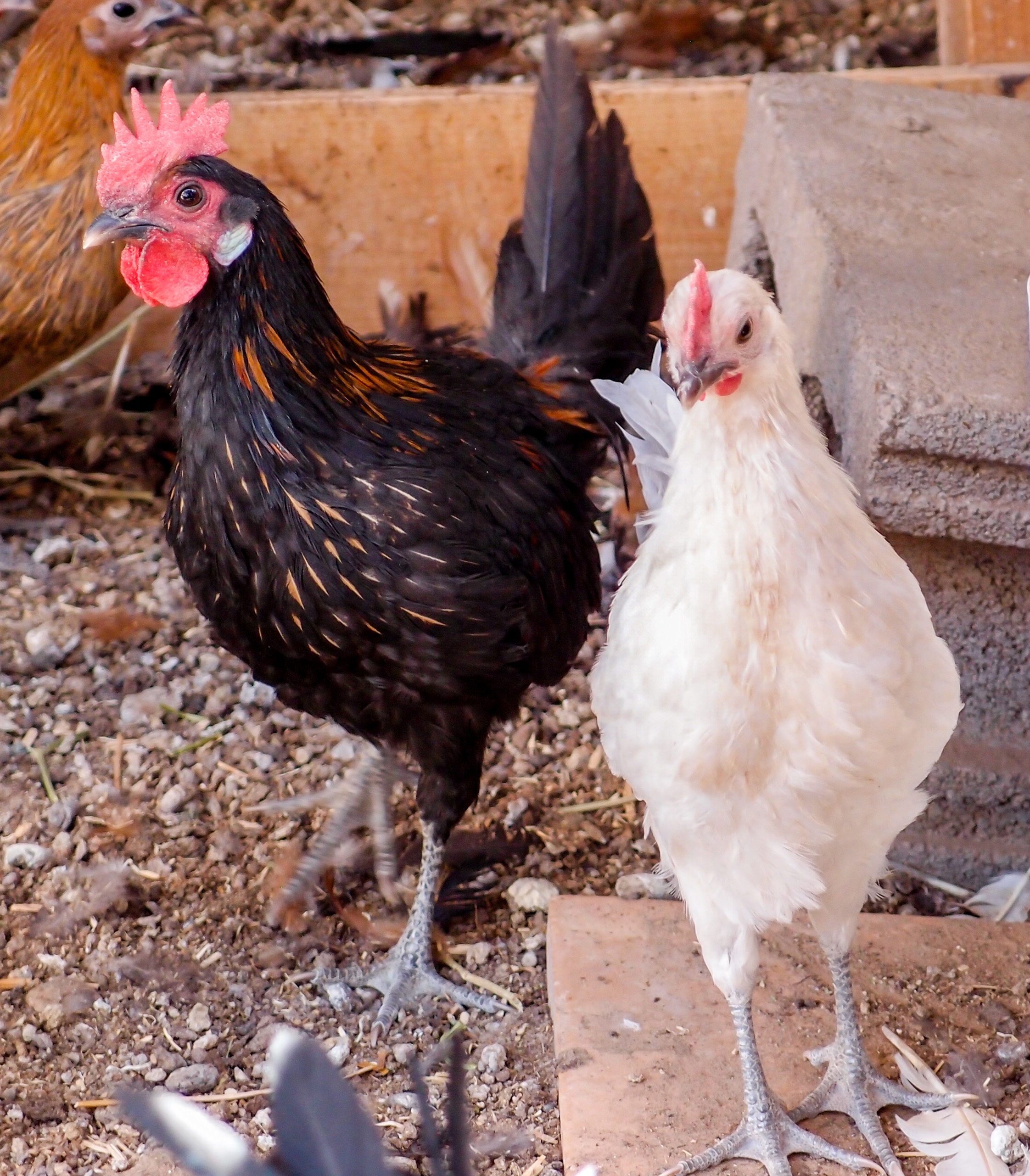 Brown Red and Khaki Ks
