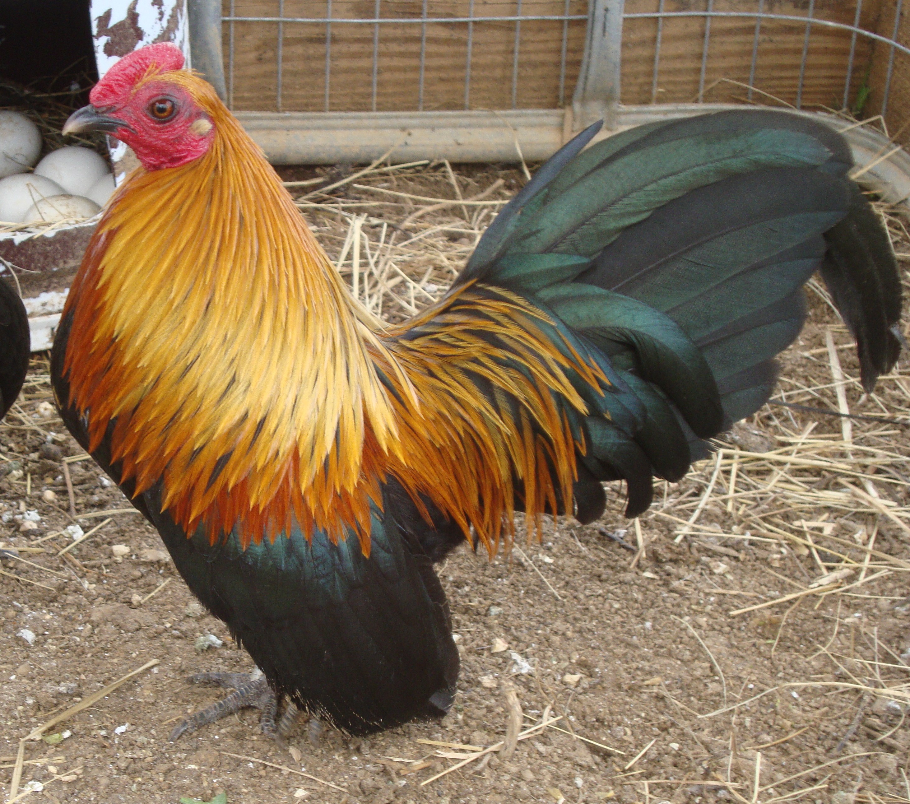 Brown Red Cock