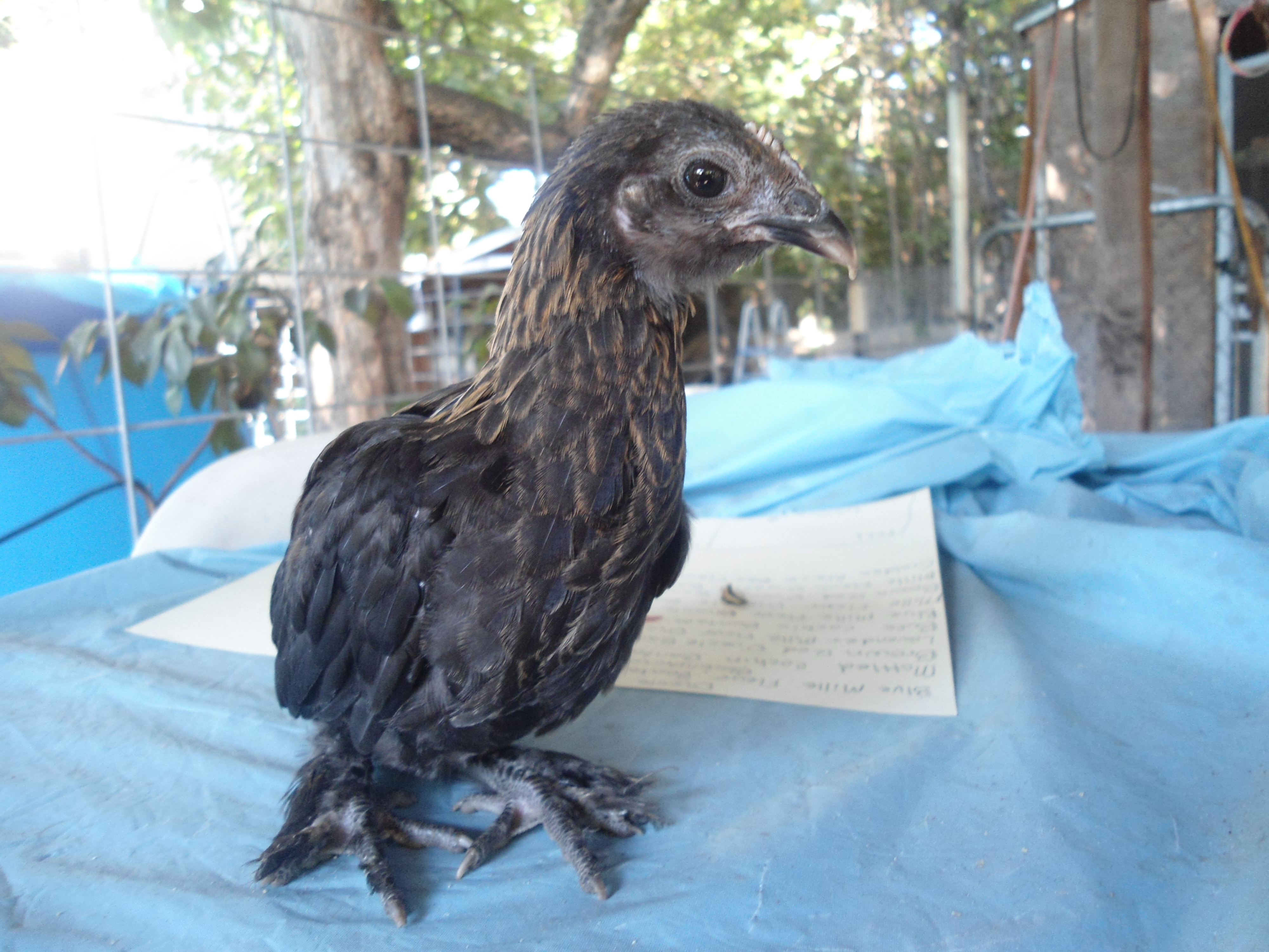 Brown red (?) Duccle chick.