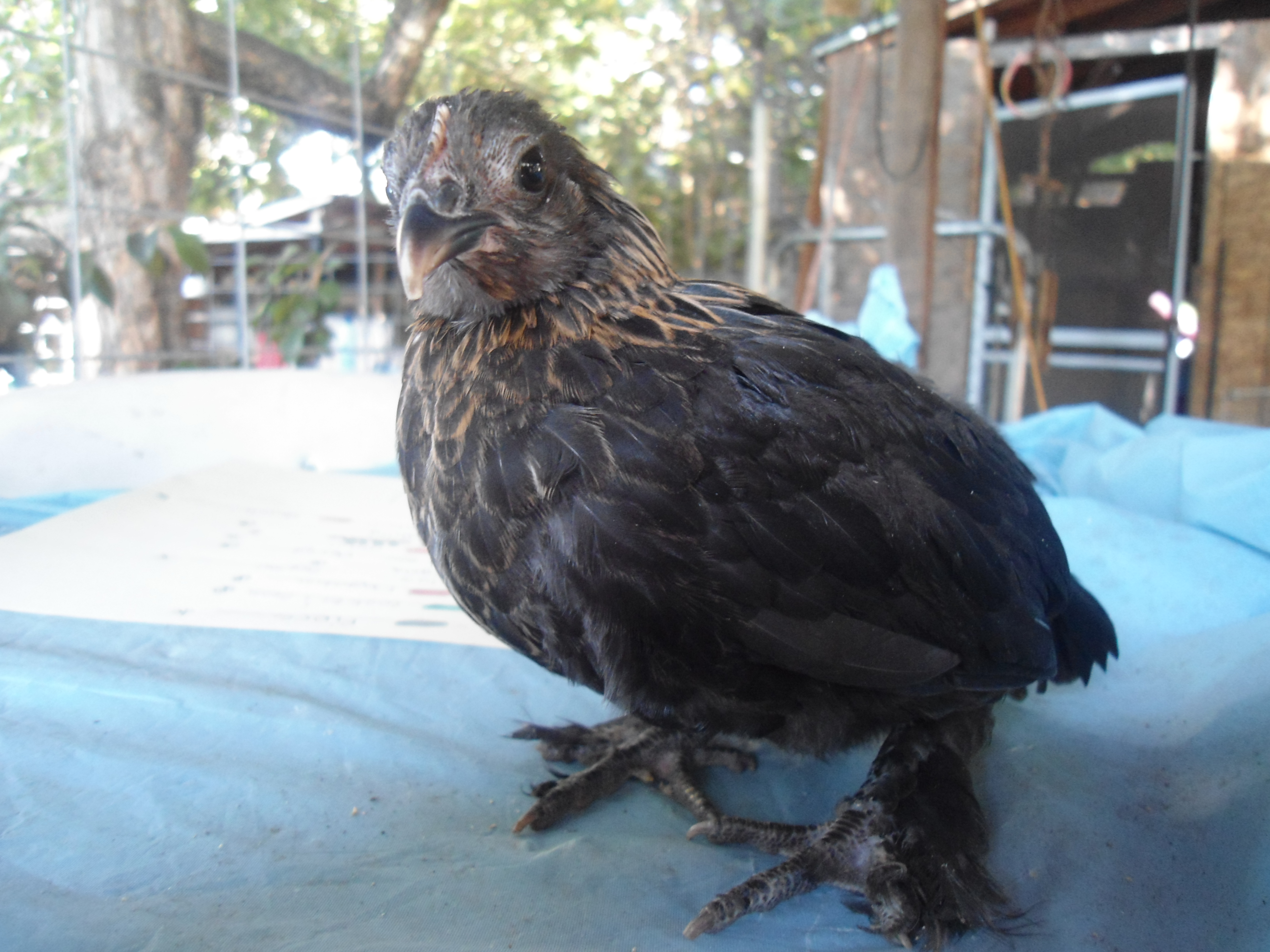 Brown red (?) Duccle chick.
