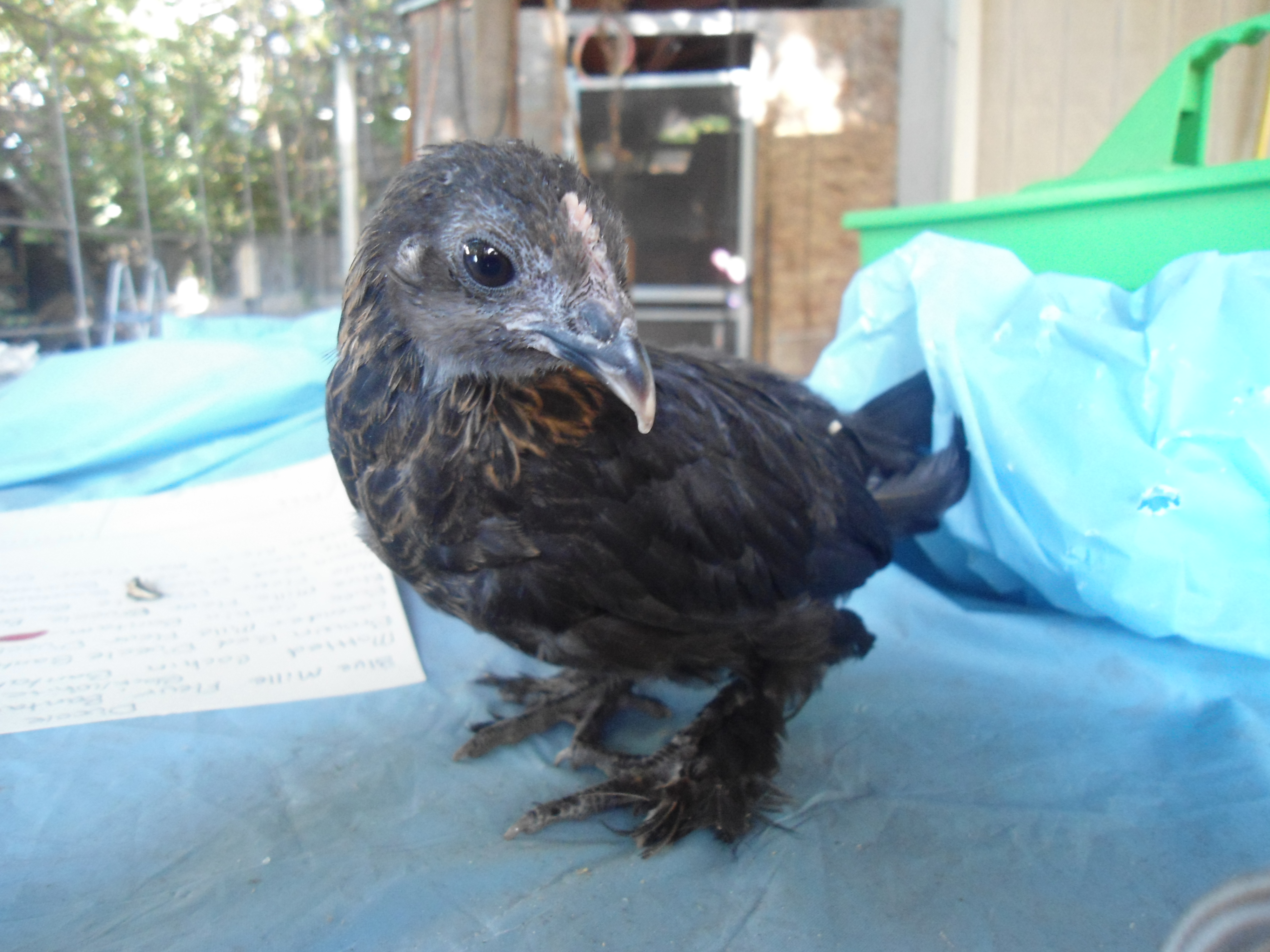 Brown red (?) Duccle chick.