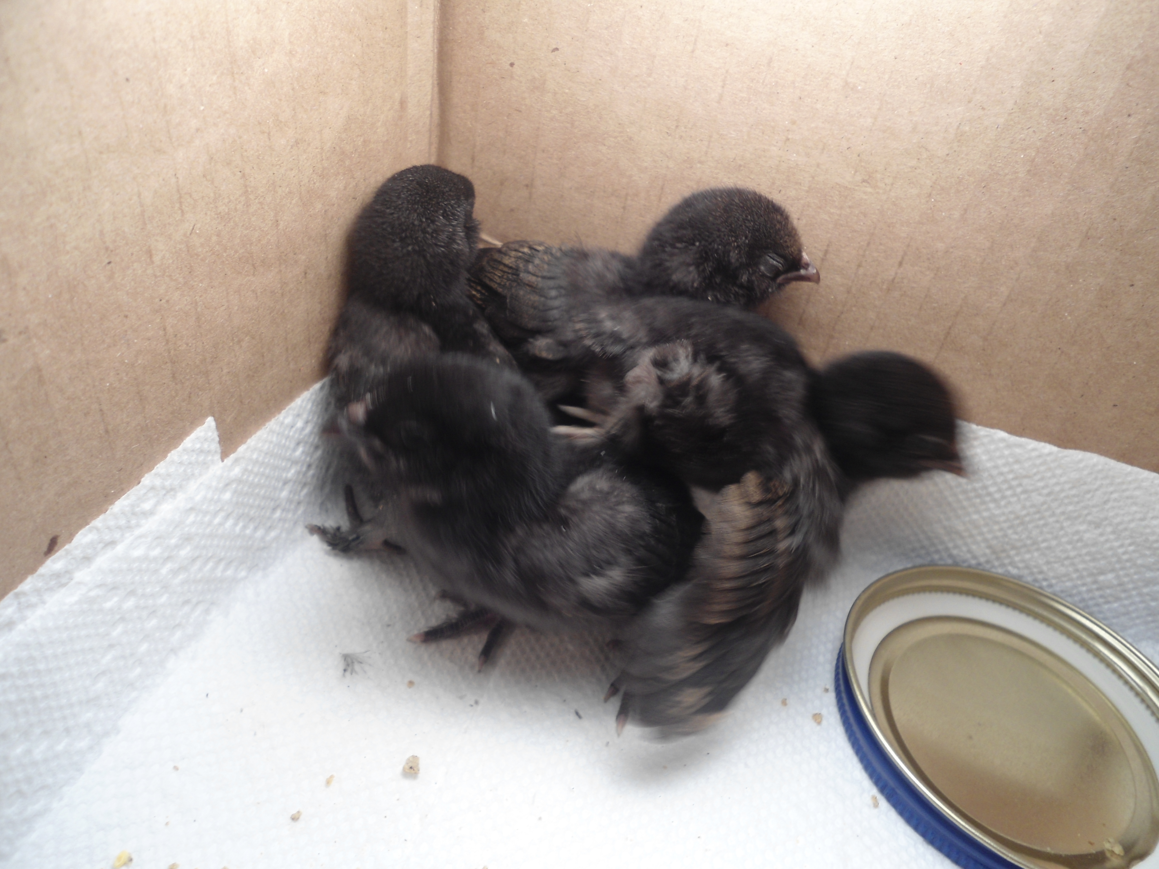 Brown red d'Uccle chicks