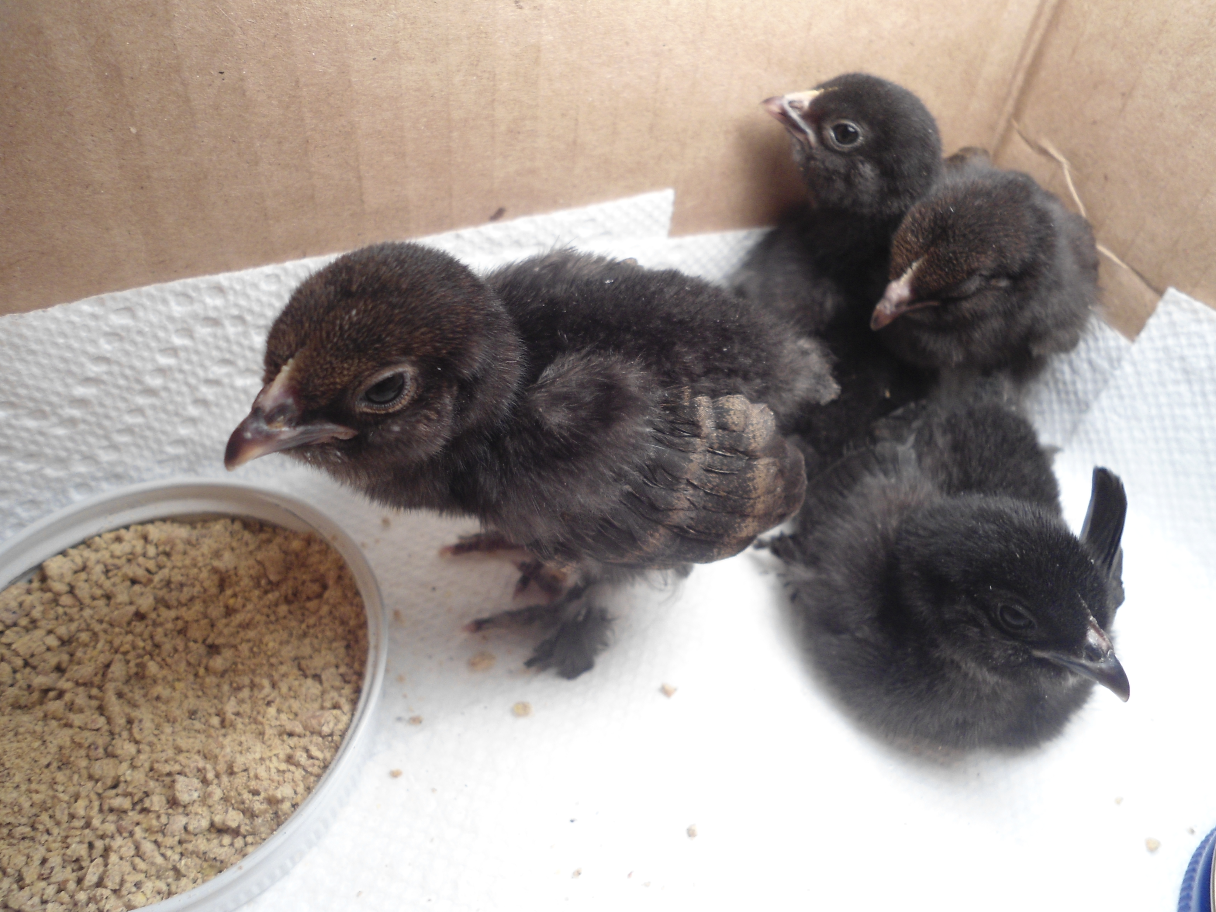 Brown red d'Uccle chicks