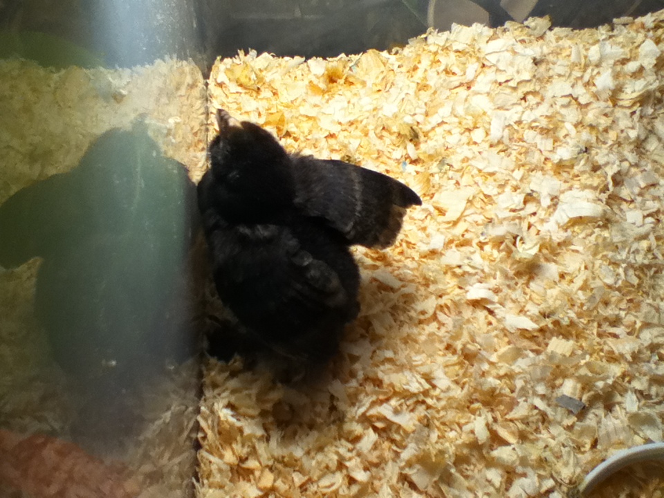 Brown red D'uccle chicks.