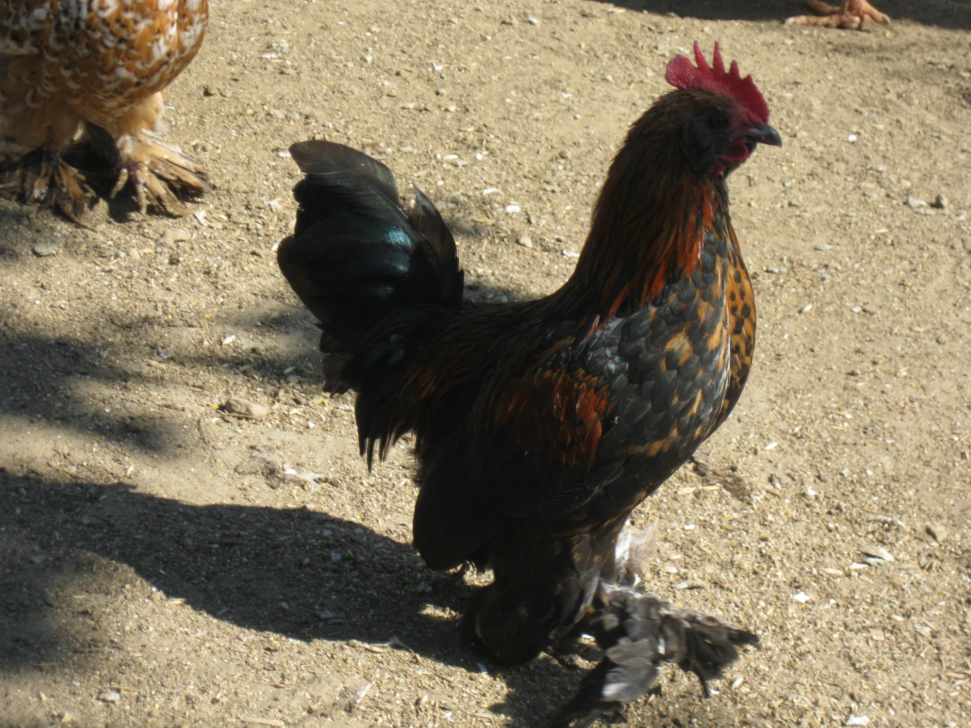 Brown/Red d'Uccle Rooster