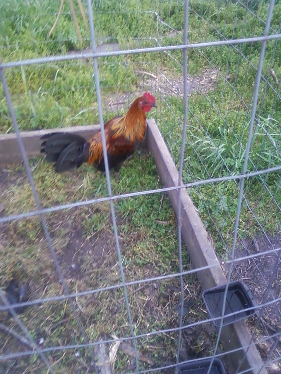 brown red hatch cross rooster