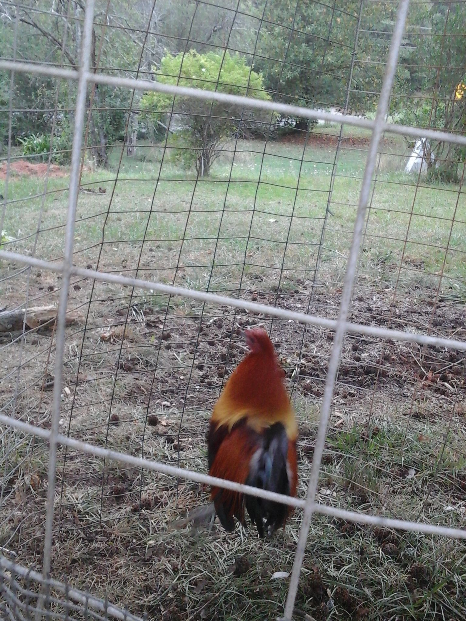 Brown red rooster