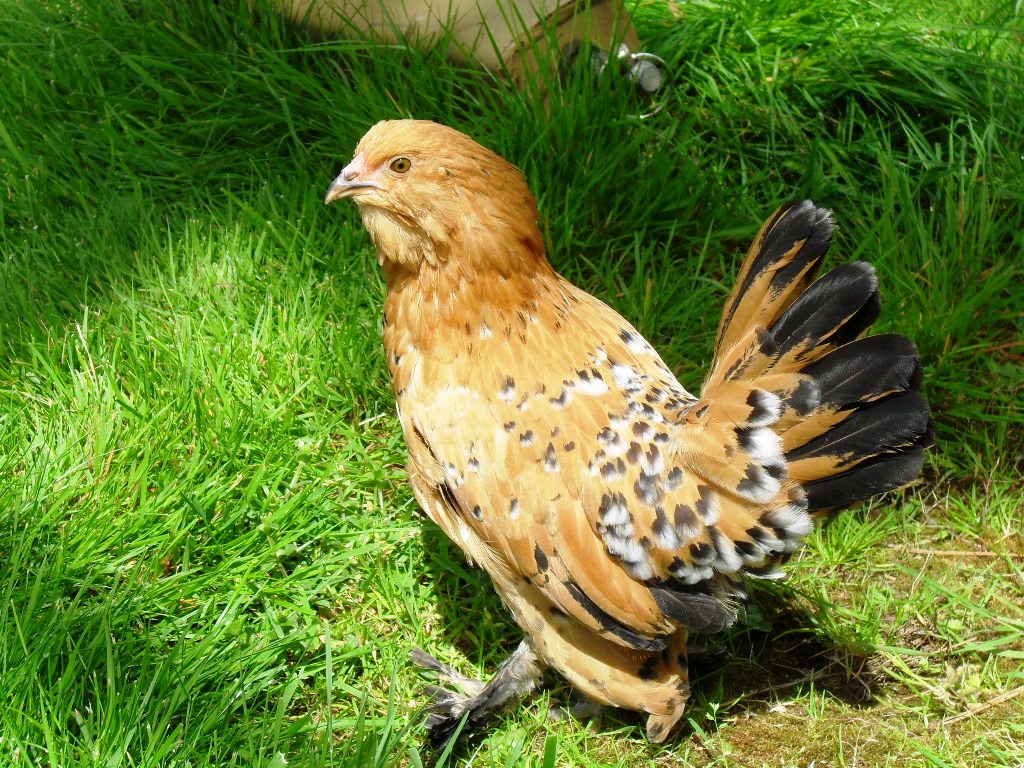 Brown Sugar, Banty, 10 weeks. I had it identified as a gold seabright, but realized yesterday they don't seem to have the feathered feet. So maybe a Belgian bearded d'uccles?

It puffs out its head and neck feathers. 
Legs are super feathered